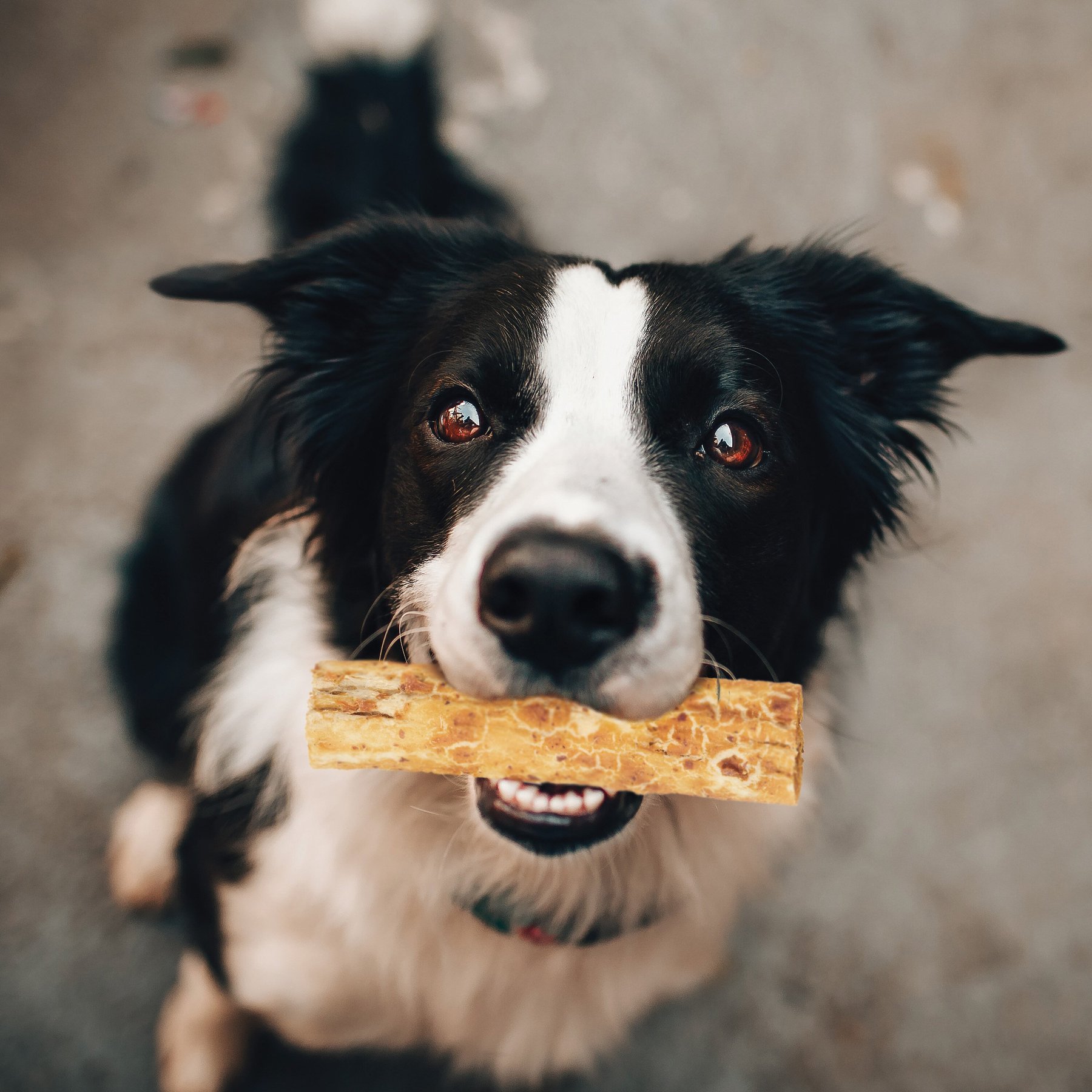Fieldcrest Farms Nothin' To Hide Rawhide Alternative Small Roll 5" Beef Flavor Natural Chew Dog Treats