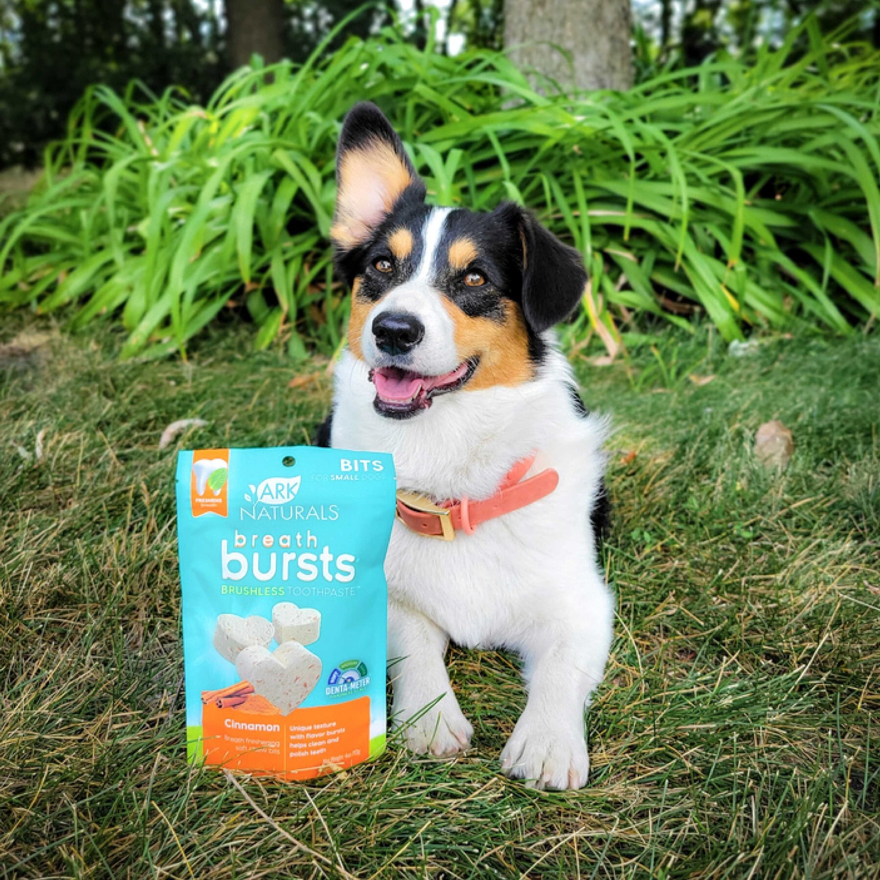 Ark Naturals Breath Bursts Cinnamon Bits Small Dental Dog Treats, 4-oz bag