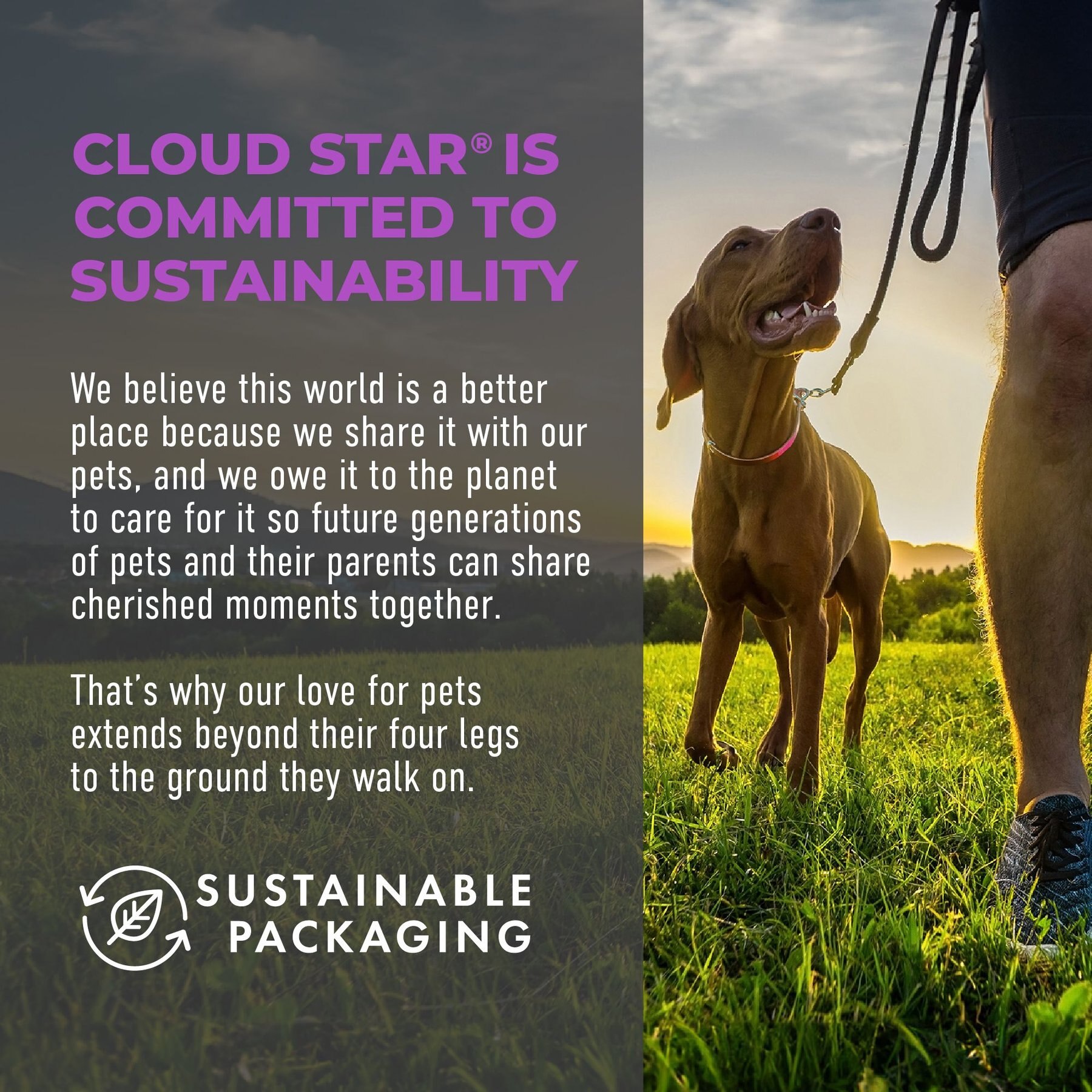 Cloud Star Crunchy Tricky Trainers Liver Flavor Dog Treats