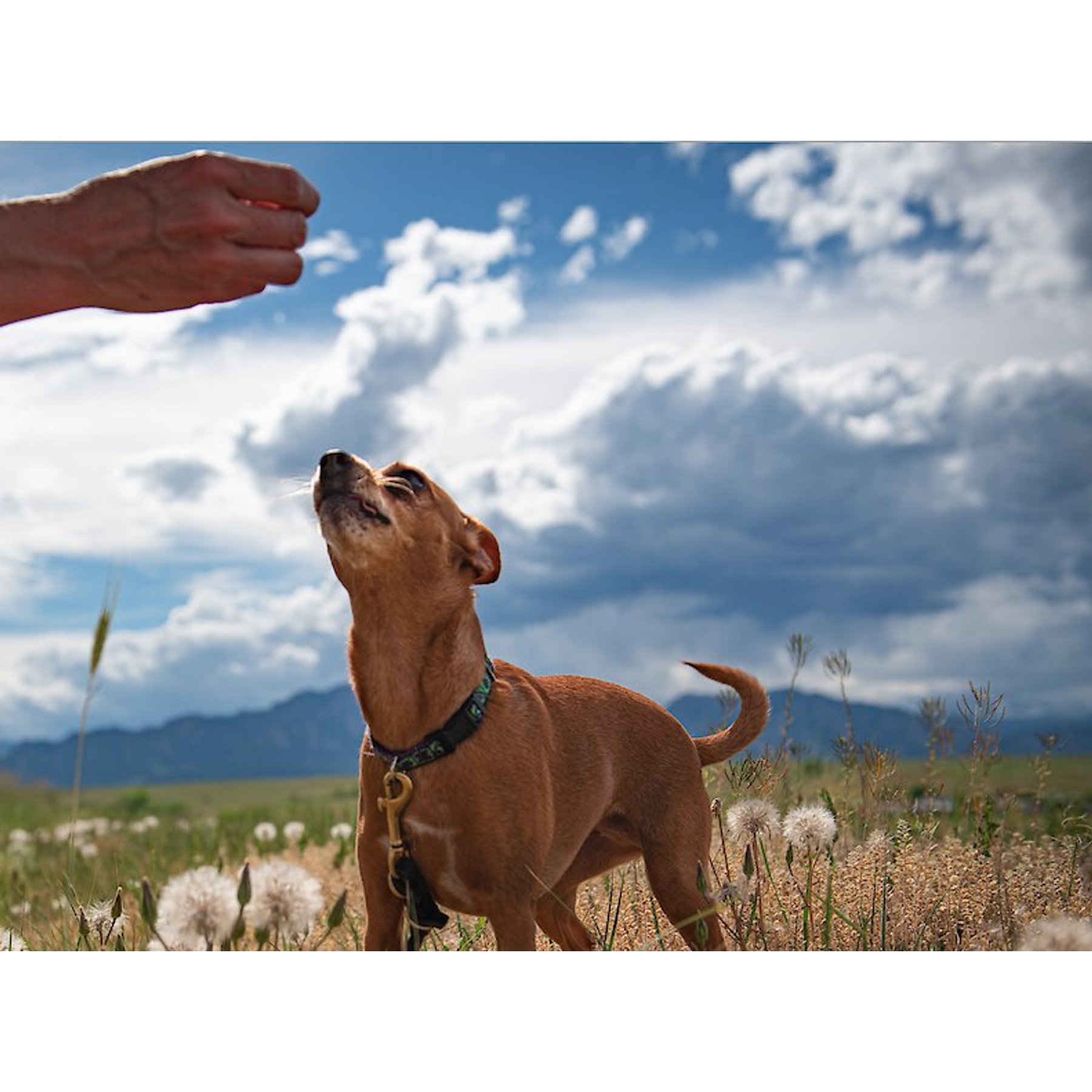 BIXBI Hip & Joint Chicken Jerky Dog Treats