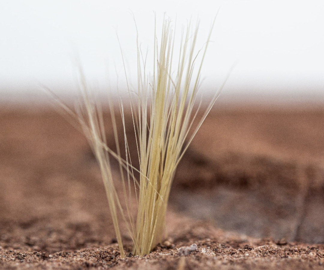 Desert Ant Formicarium with Gravel and Artificial Plant