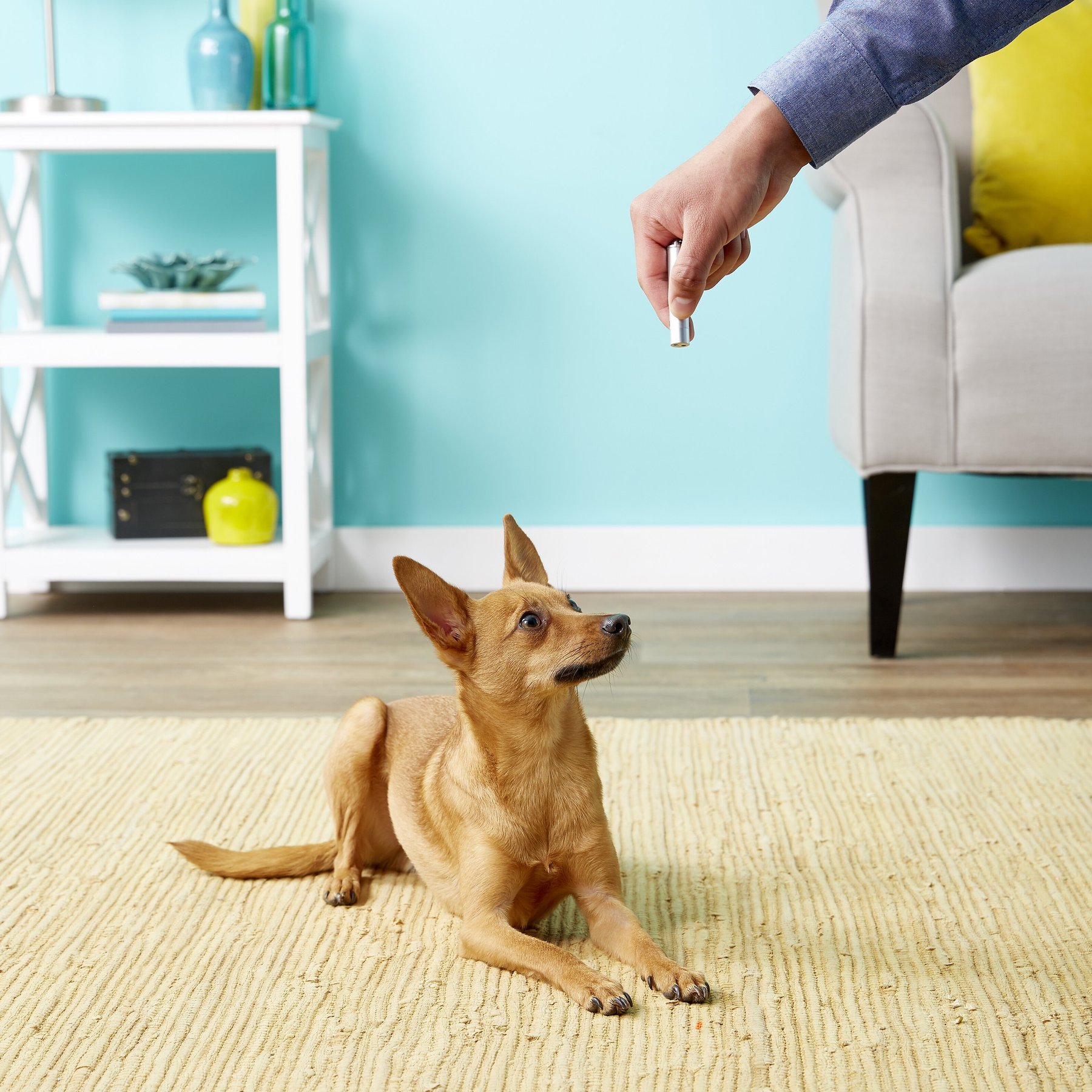 Pet Laser Exerciser 2 in 1 Dog & Cat Toy