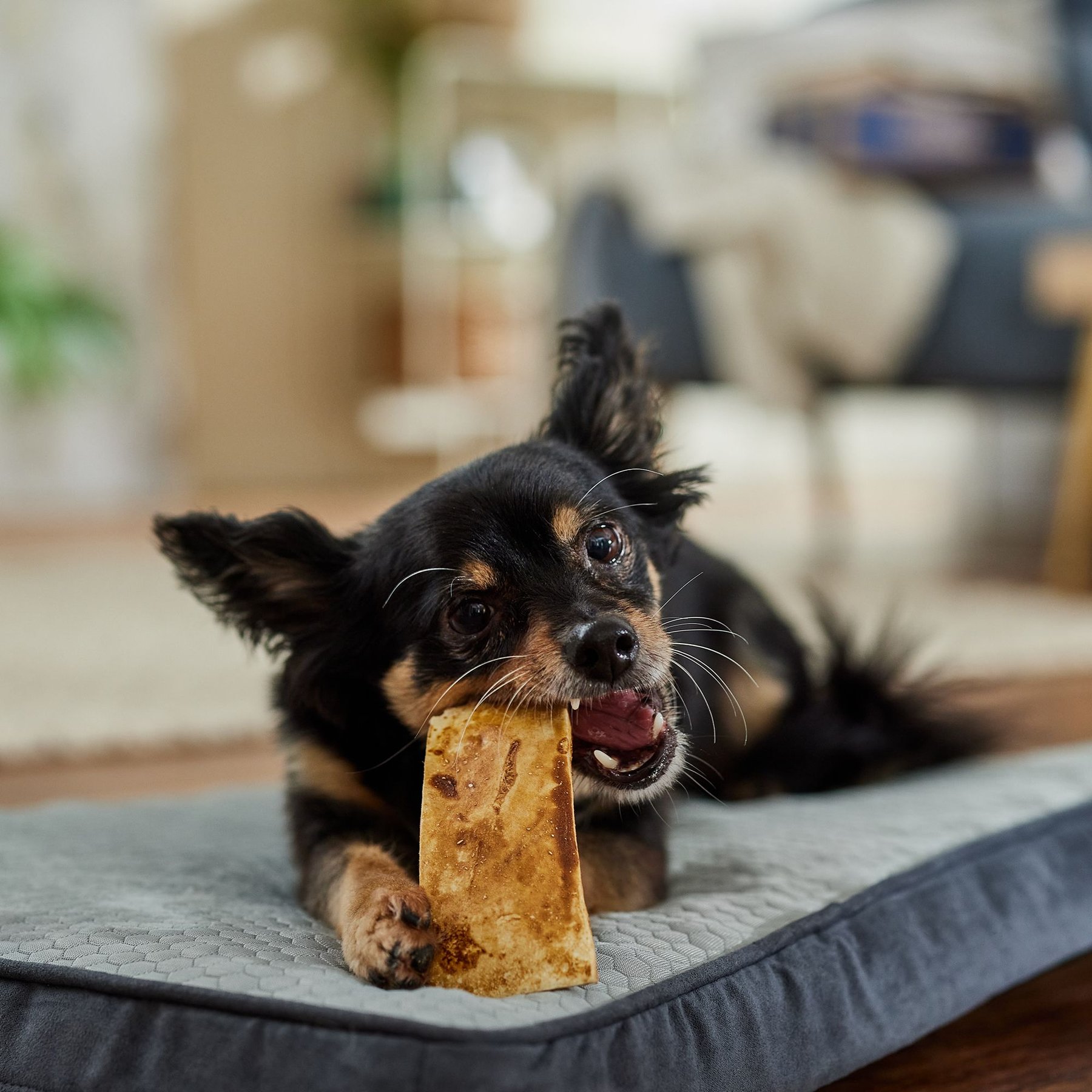 Bones & Chews Bully Strips Peanut Butter Flavor Beef Dog Treats, 9-oz bag