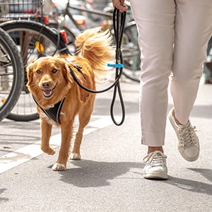 Elastic Stretch Safety Dog Leash for Enhanced Control