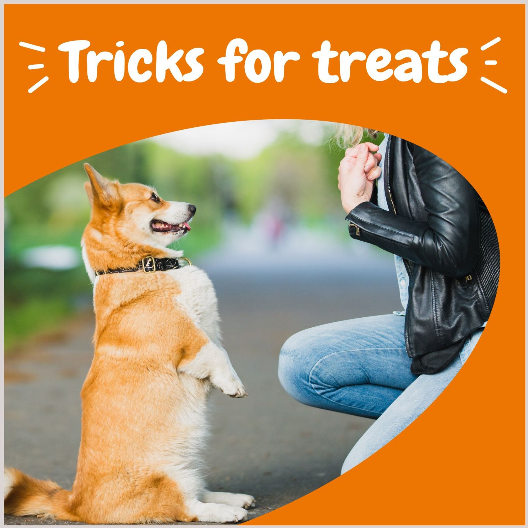 Zesty Paws All-in-One Bacon Flavored Soft & Chewy Training Bites Multivitamin Dog Treats