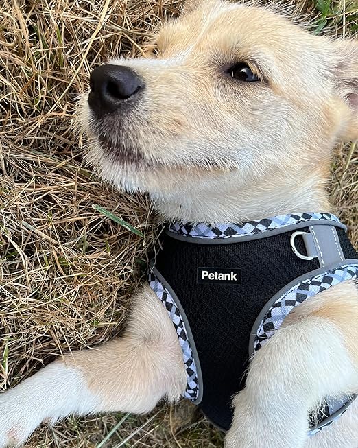 Petank formall Dogs No Pull, Puppy and Leashet, Easy Walk for Walking, Running, Training,mall Harness, Medium Dog Harness
