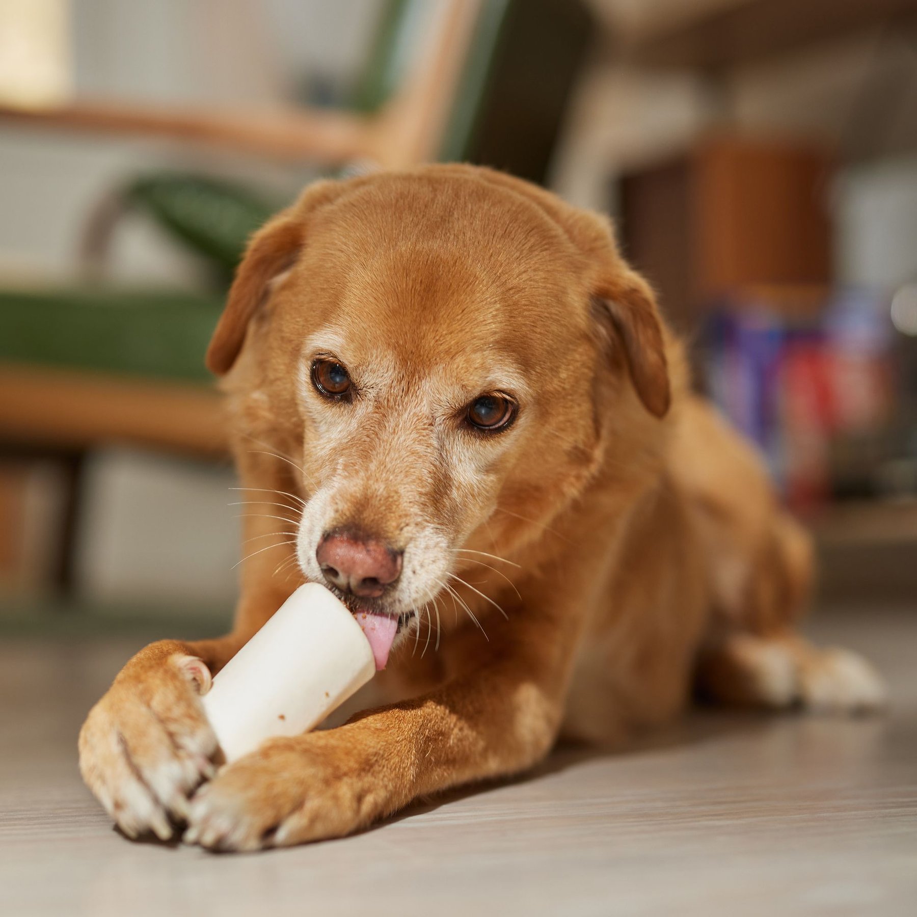 Bones & Chews USA Lamb Flavored Filled Bone Dog Treats