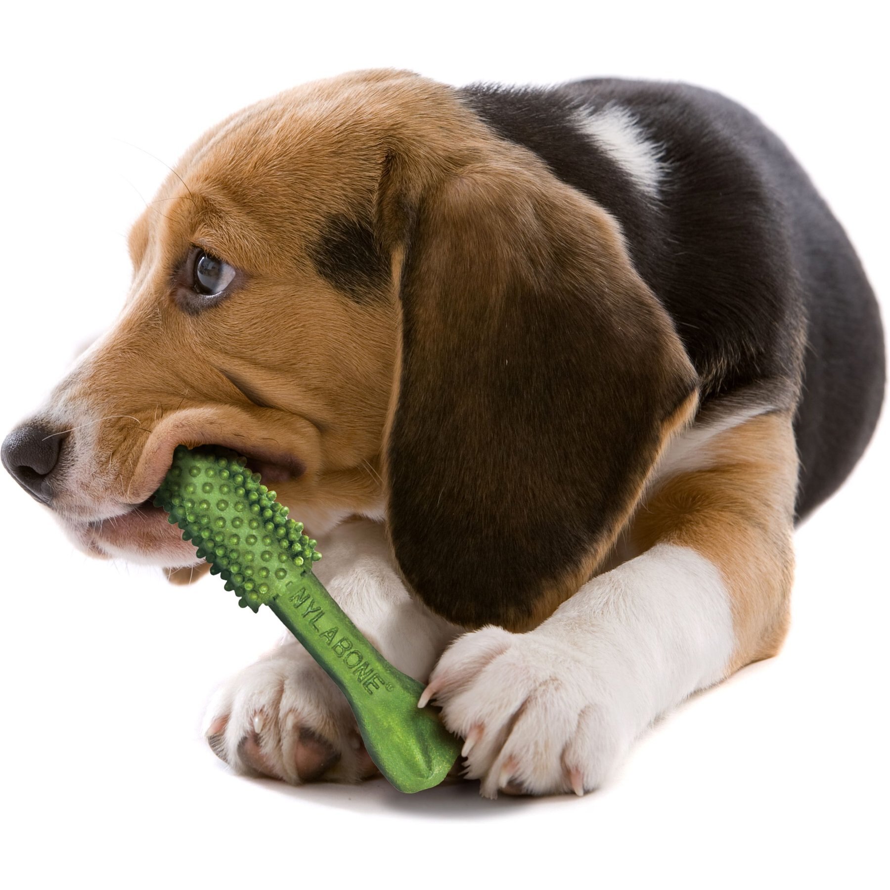 Nylabone Nutri Dent Natural Dental Fresh Breath Flavored Chew Treat, Medium
