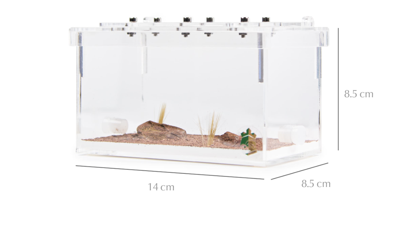 Desert Ant Formicarium with Gravel and Artificial Plant