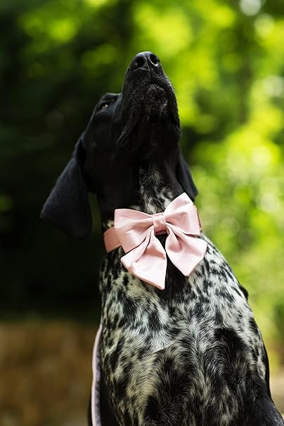Lionet Paws Bowtie - Comfortable Silk Dog Collar with Detachable Bow Tie for Large Dogs, Neck 16-24 Inches