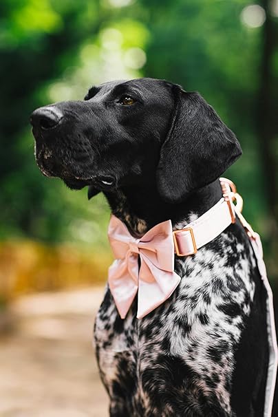 Lionet Paws Bowtie - Comfortable Silk Dog Collar with Detachable Bow Tie for Large Dogs, Neck 16-24 Inches