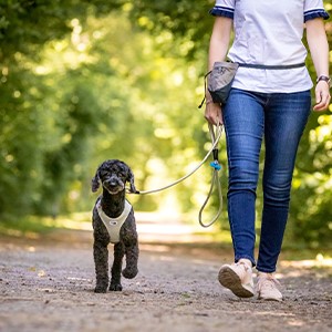 Elastic Stretch Safety Dog Leash for Enhanced Control