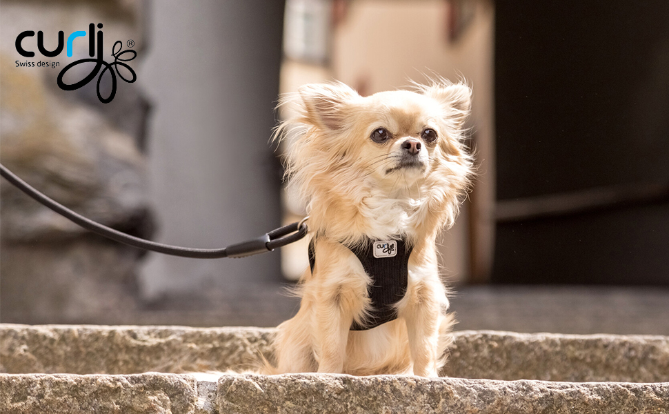 Elastic Stretch Safety Dog Leash for Enhanced Control