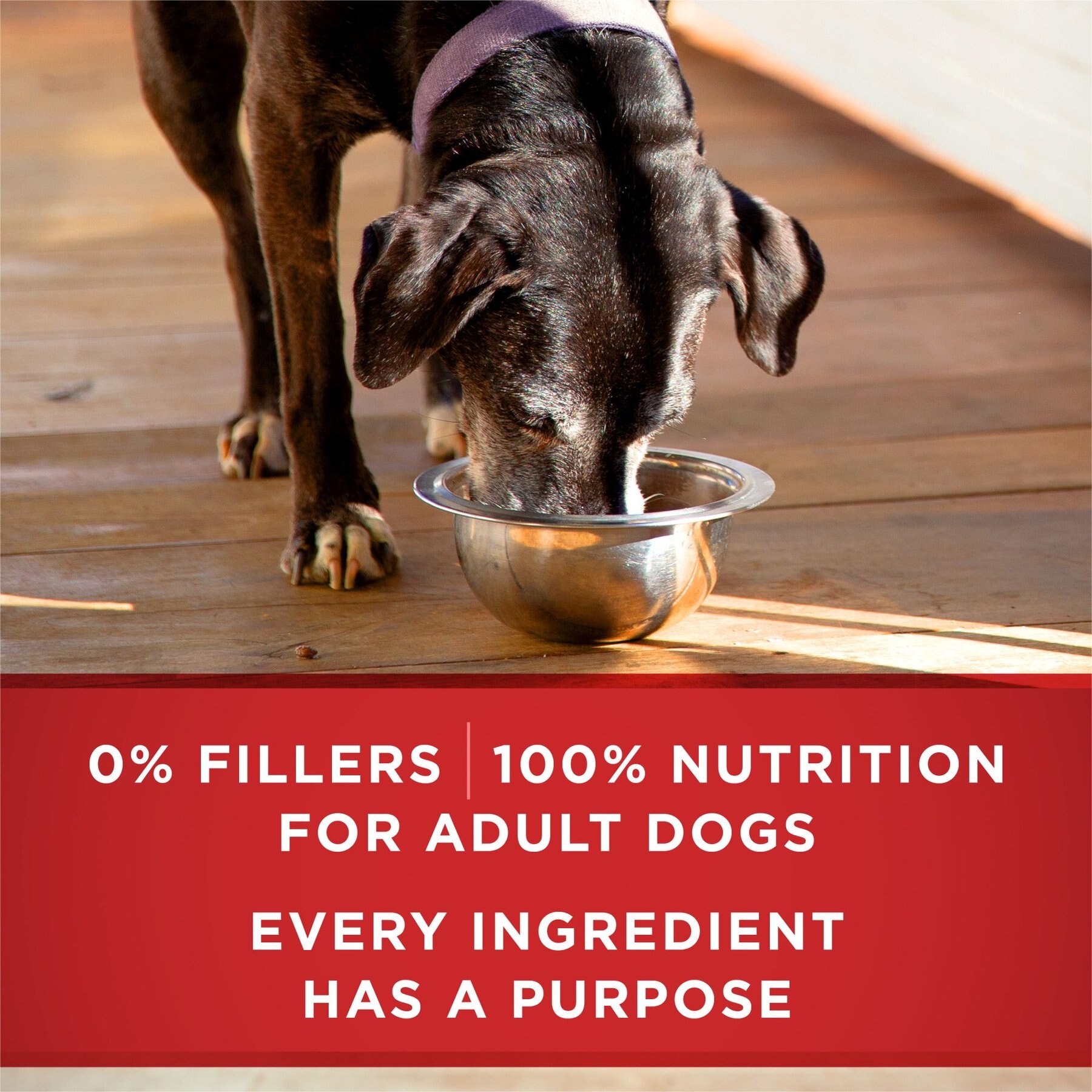 Purina ONE +Plus Adult Classic Ground Vibrant Maturity Senior Adult 7+ Turkey & Barley Entree Canned Dog Food