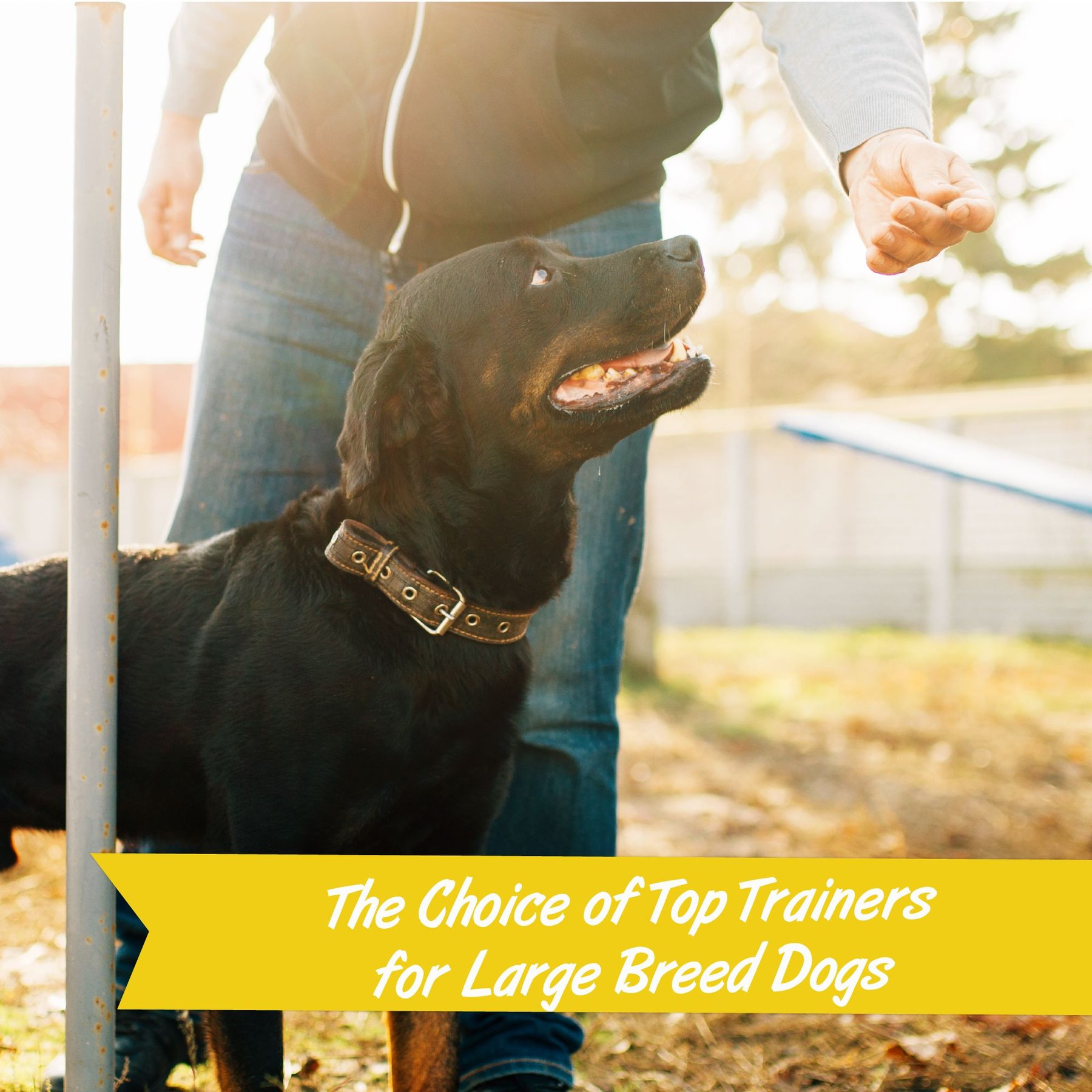 Pet Botanics Training Rewards Large Bites Bacon Soft & Chewy Dog Treats, 20-oz bag