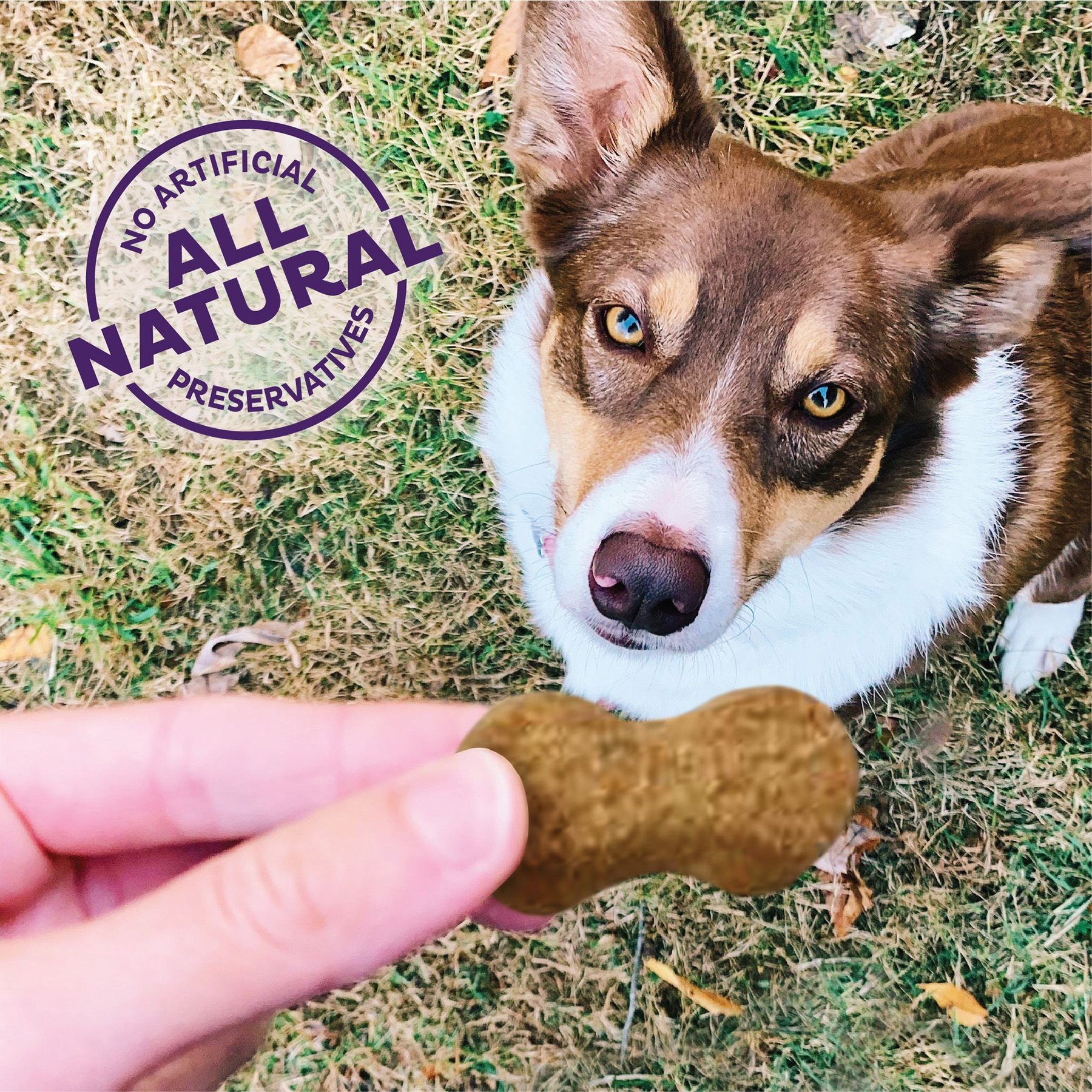 Old Mother Hubbard by Wellness P-Nutty Assorted Mix Natural Small Oven-Baked Biscuits Dog Treats