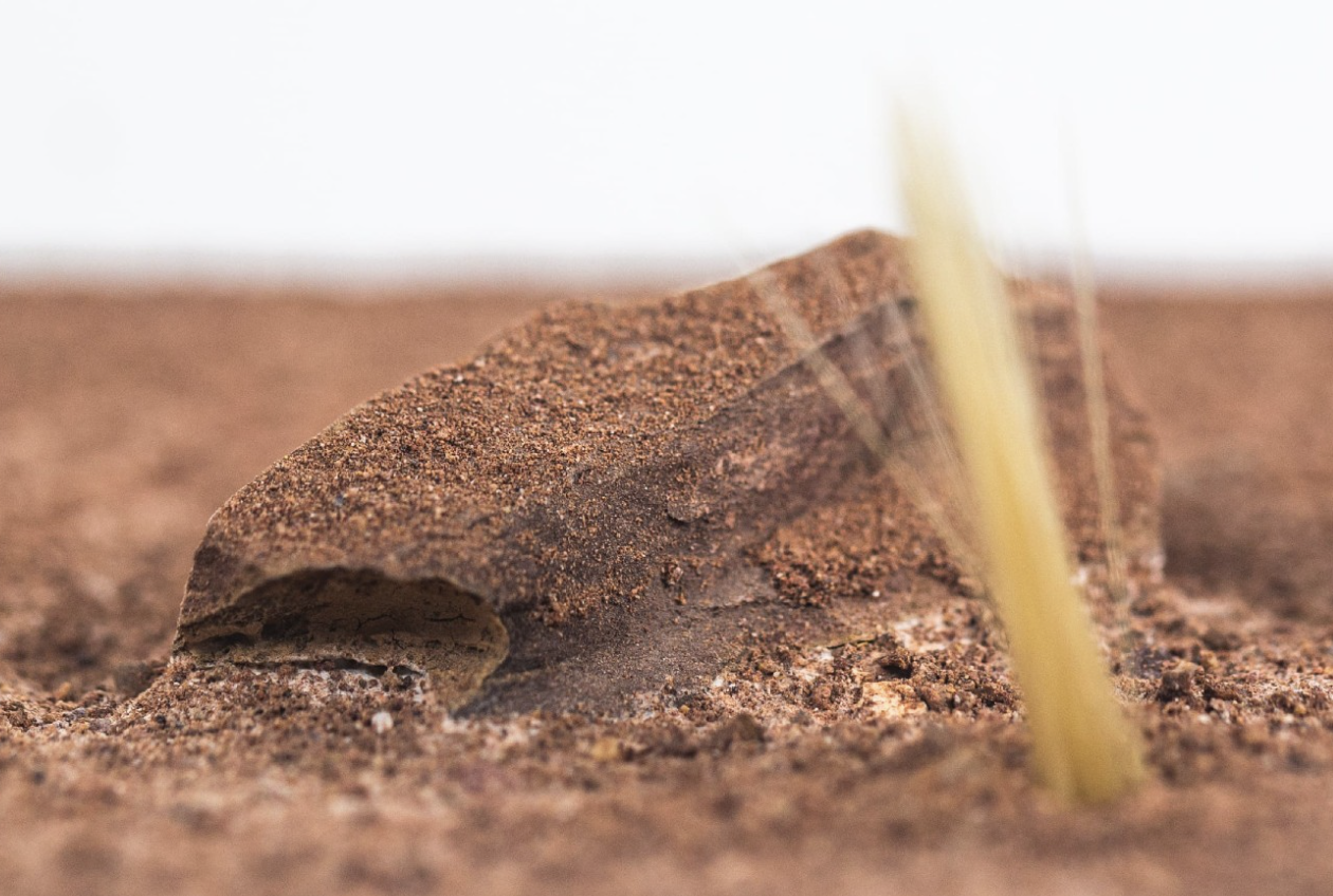 Desert Ant Formicarium with Gravel and Artificial Plant