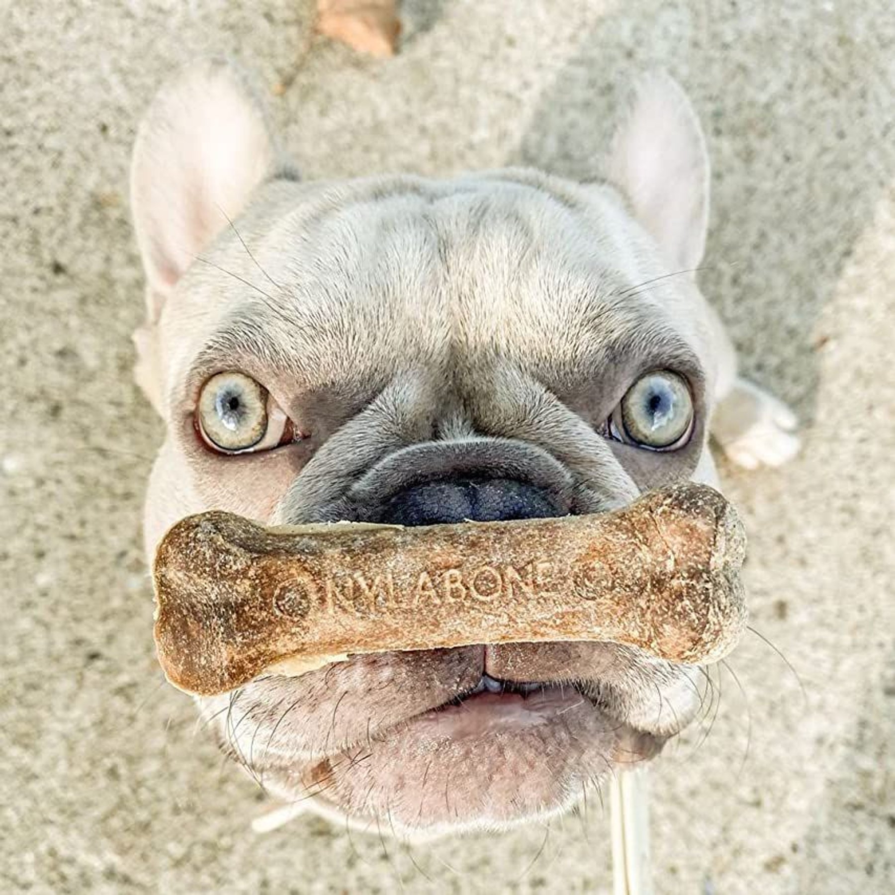 Nylabone Healthy Edibles All-Natural Long Lasting Roast Beef Dog Chew Treats