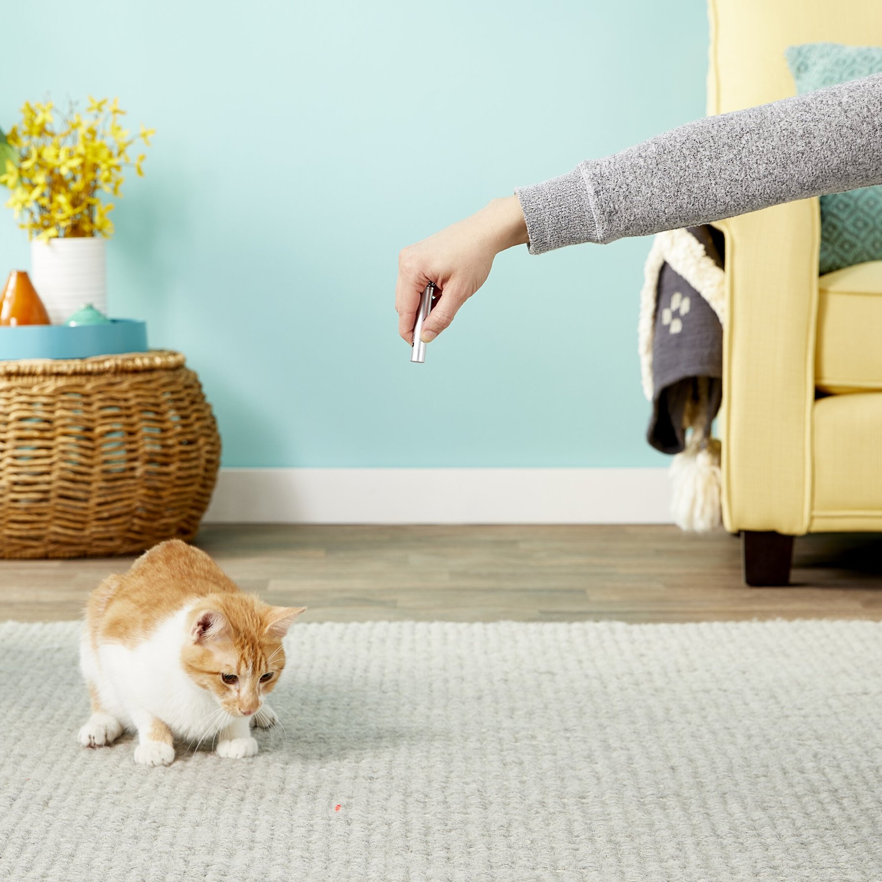 Pet Laser Exerciser 2 in 1 Dog & Cat Toy