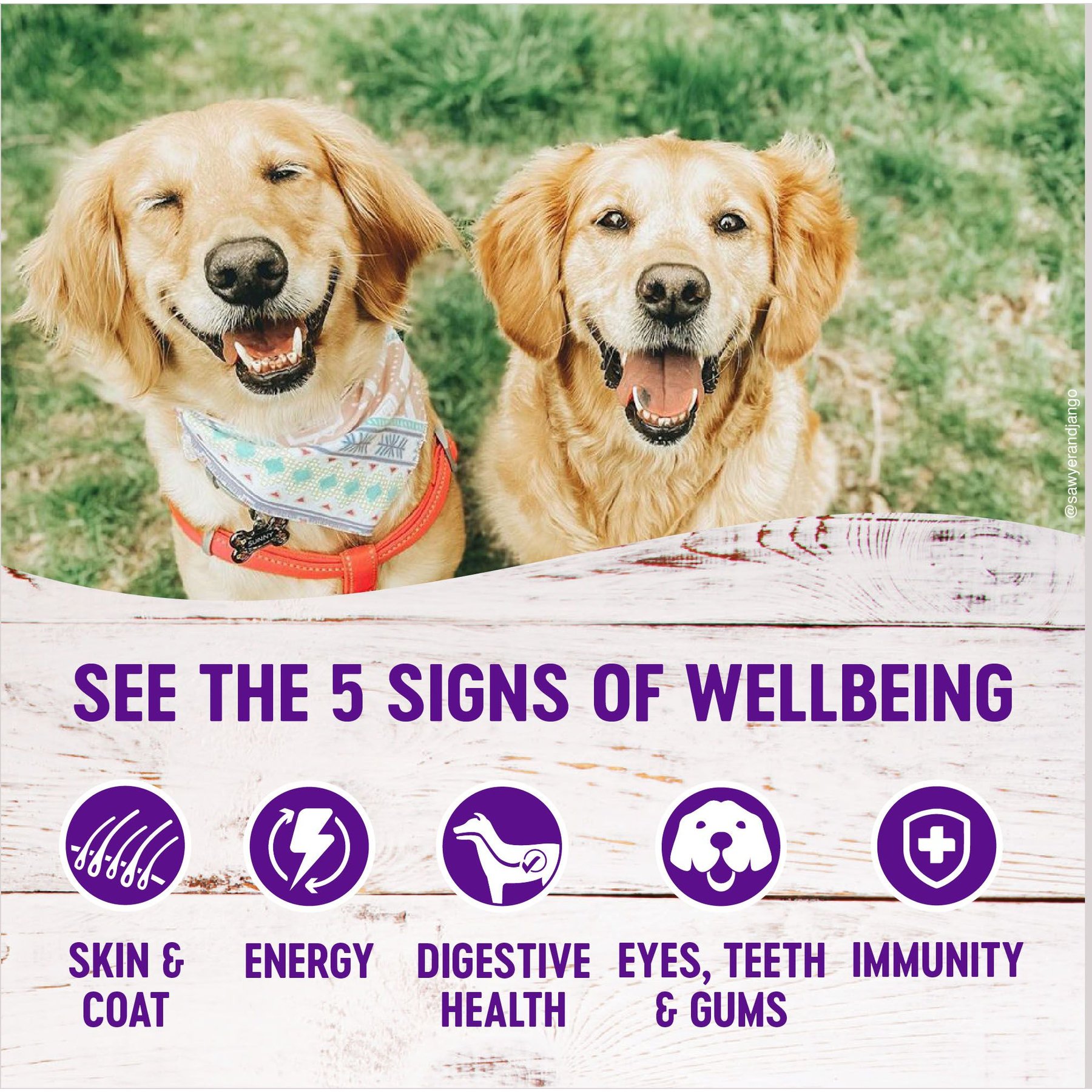 Wellness Complete Health Lamb & Sweet Potato Formula Canned Dog Food