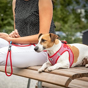 Elastic Stretch Safety Dog Leash for Enhanced Control