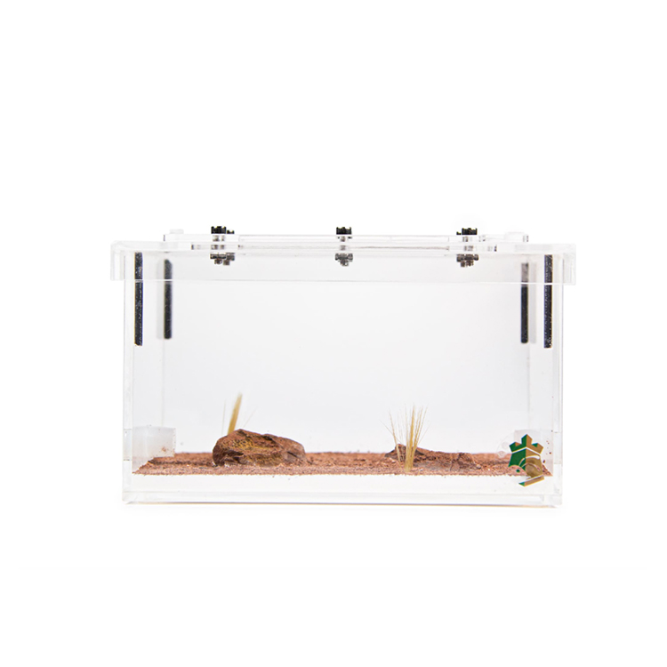 Desert Ant Formicarium with Gravel and Artificial Plant