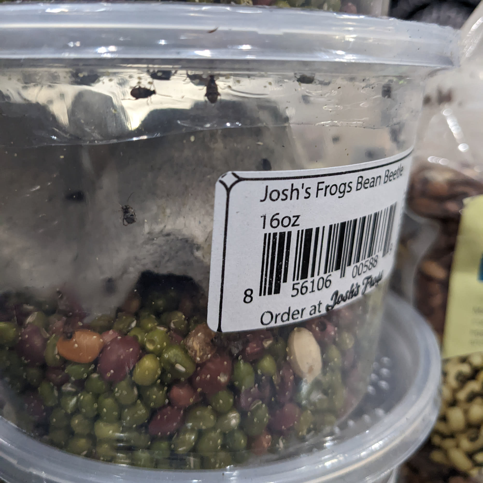 Bean Beetle Culture, 16 oz.