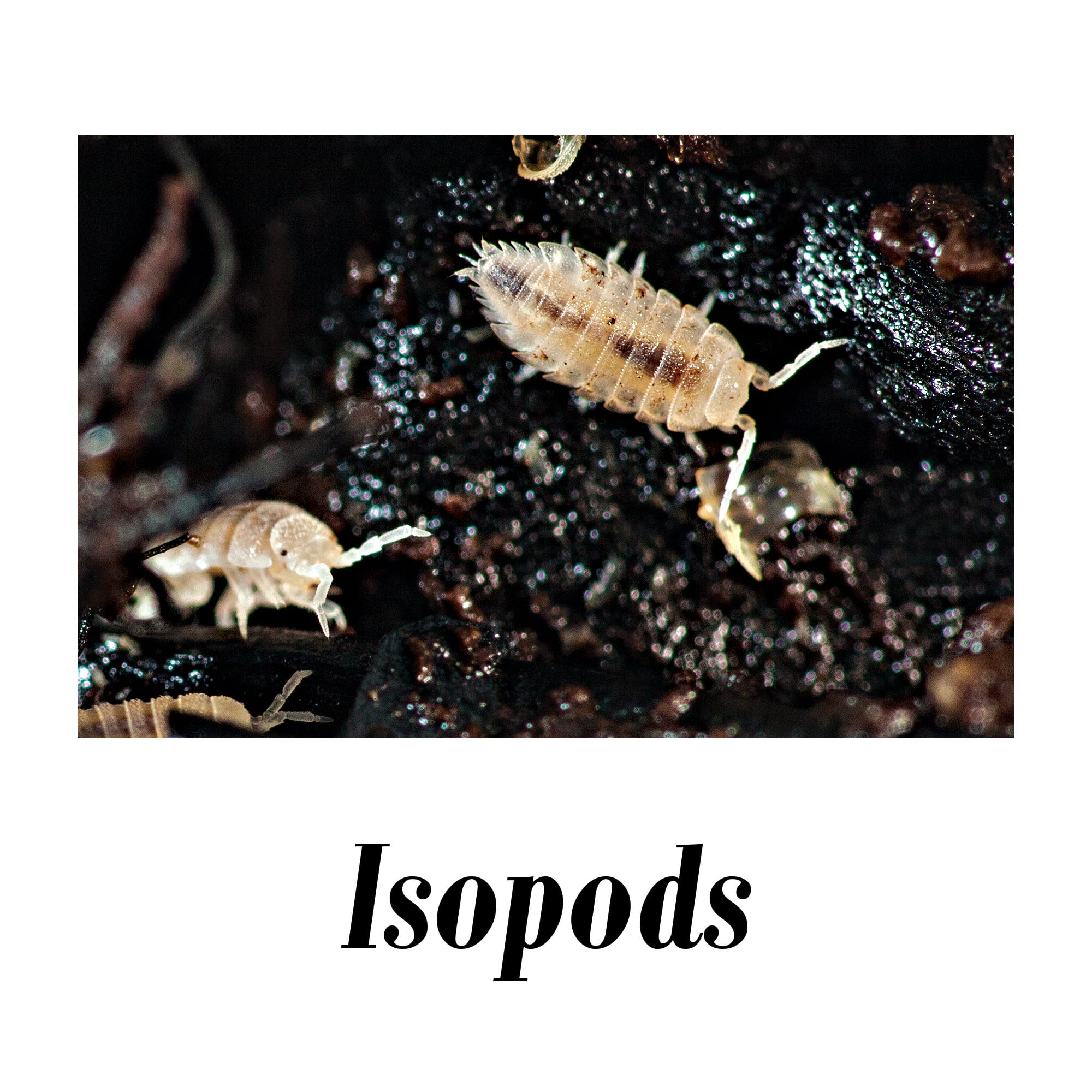 Spring Tail & Isopod Culture Combo 4-pack
