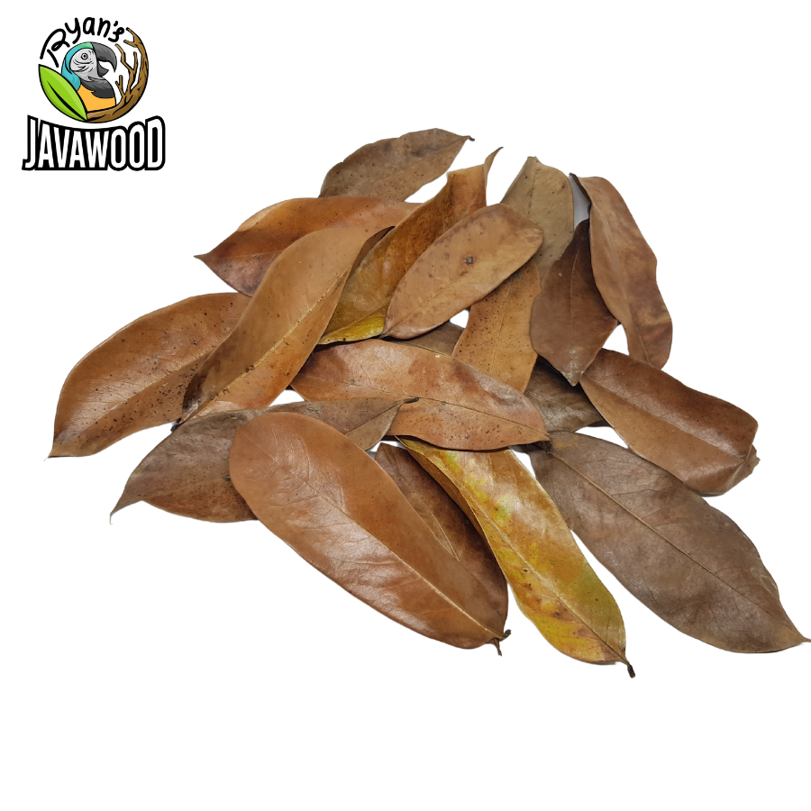 Bio Active Dried Mahogany, Bamboo, Jackfruit, Mango Leaves for Reptile Cage or House at Home from Central Java Indonesia
