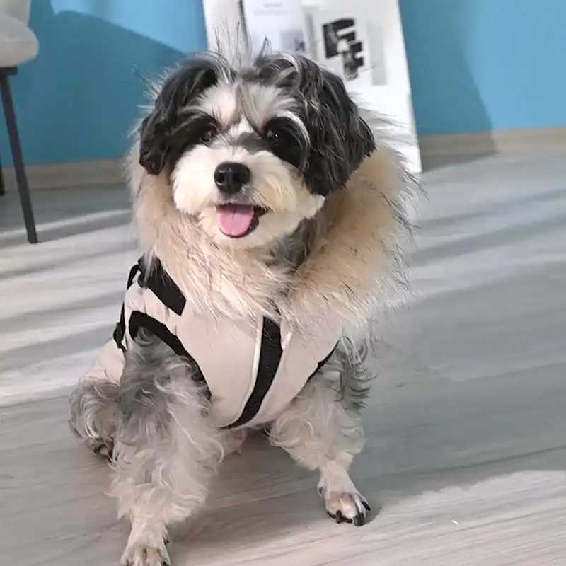 Pet Dog Hooded Jacket With Harness Winter Warm Dog Clothes Waterproof for Small Medium Dogs Coat Chihuahua French Bulldog OutfitXJ241125