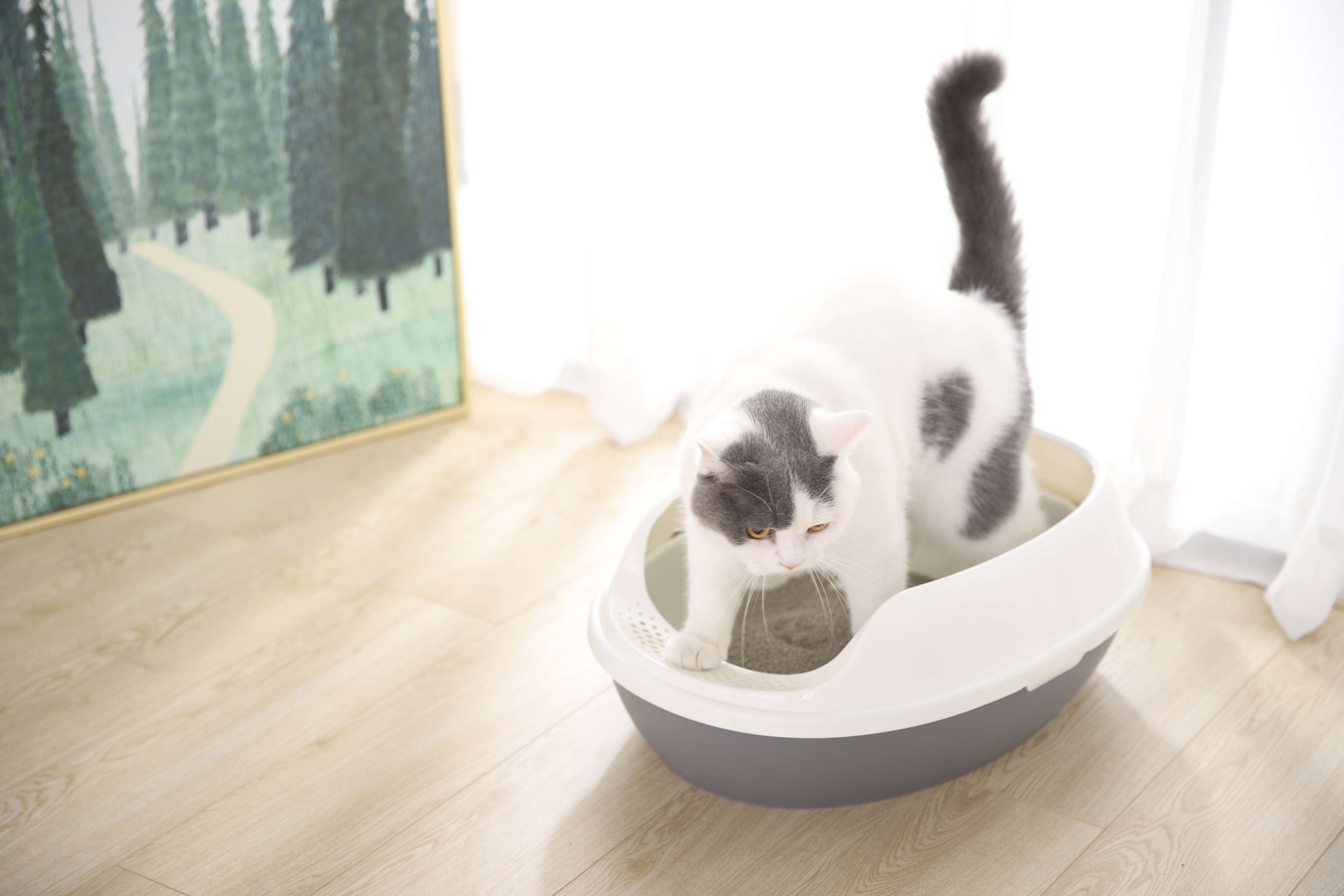 Wholesale Easy Cleaning Detachable Lightweight Best Plastic Cat Litter Toilet Litter Box For Cats