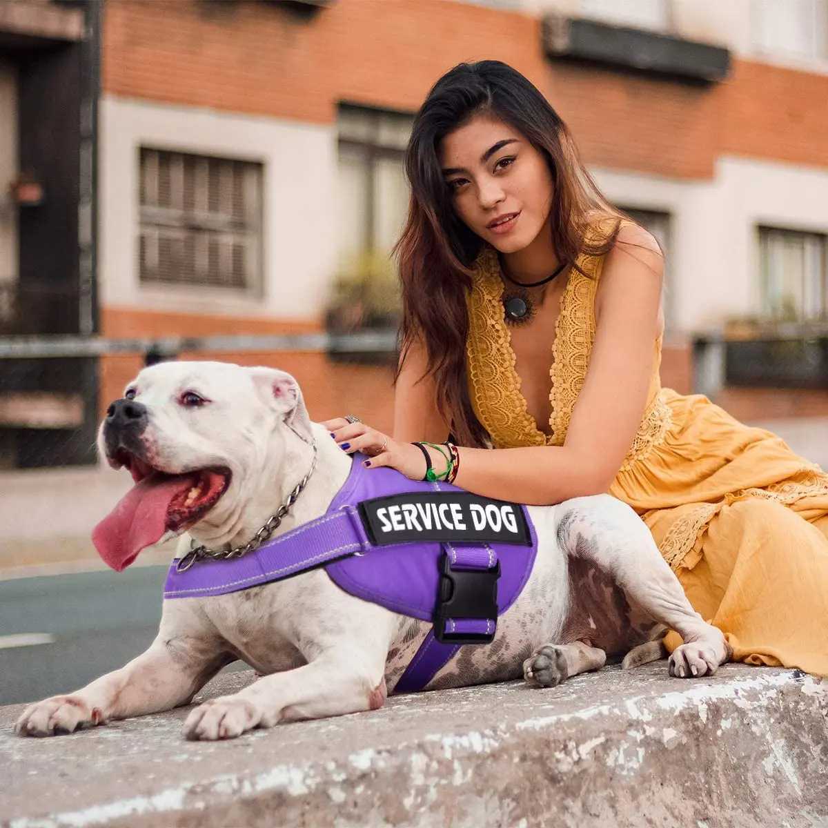 Adjustable service dog harness pet training vest reflective patch size XS S M L XL emotional support therapy dog X241125