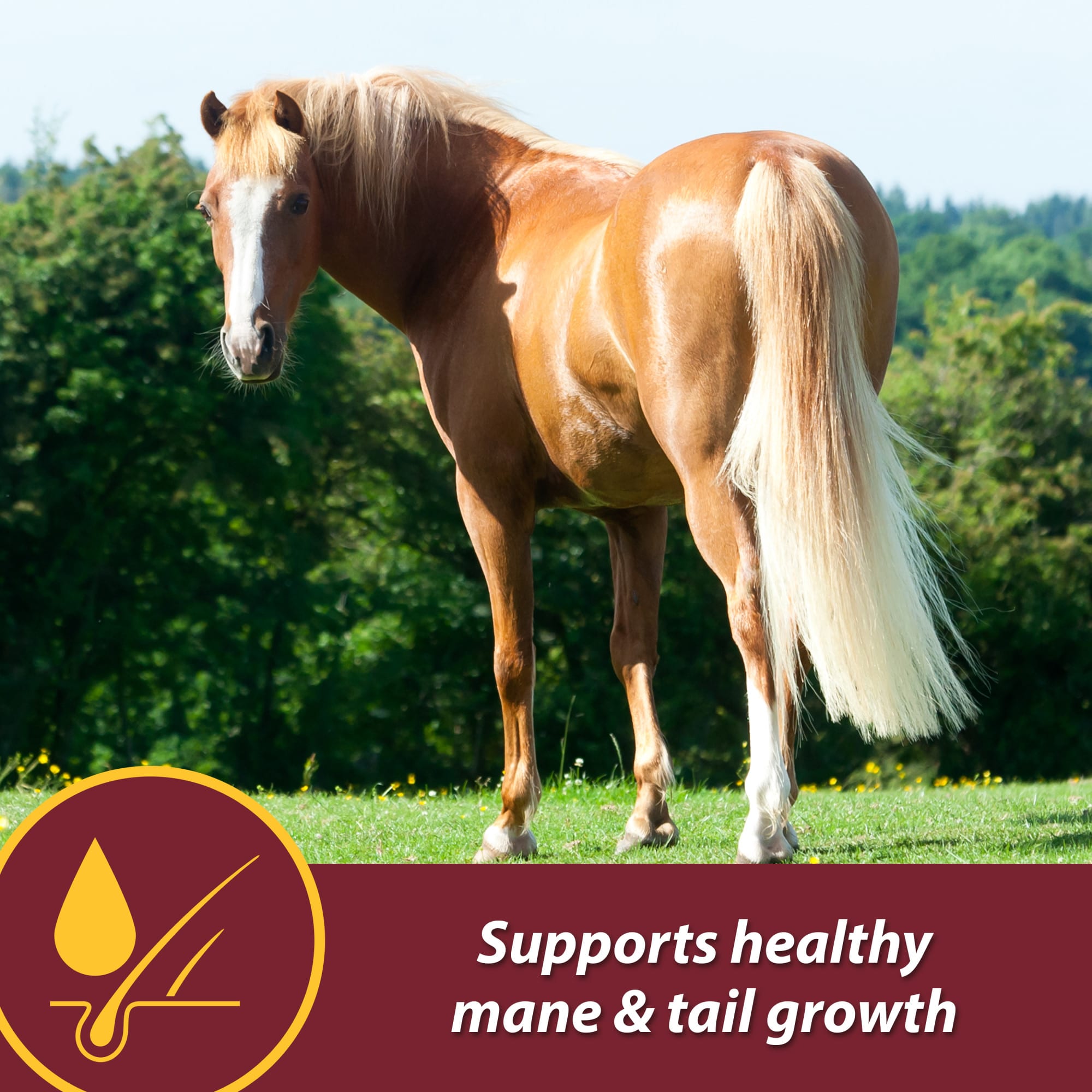 Farnam Laser Sheen Skin & Coat Promotes Healthy Skin & Radiant Coat from the Inside Out Supplement for Horses, 7.5 lbs.