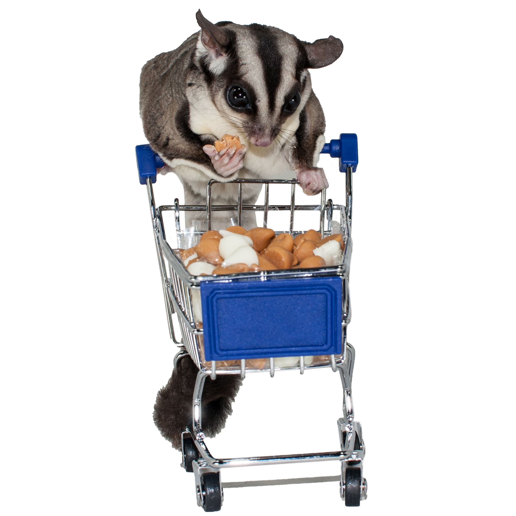 Exotic Nutrition Critter Selects Yogurt Drops with Blueberry Small Pet Treat, 4.25 oz.