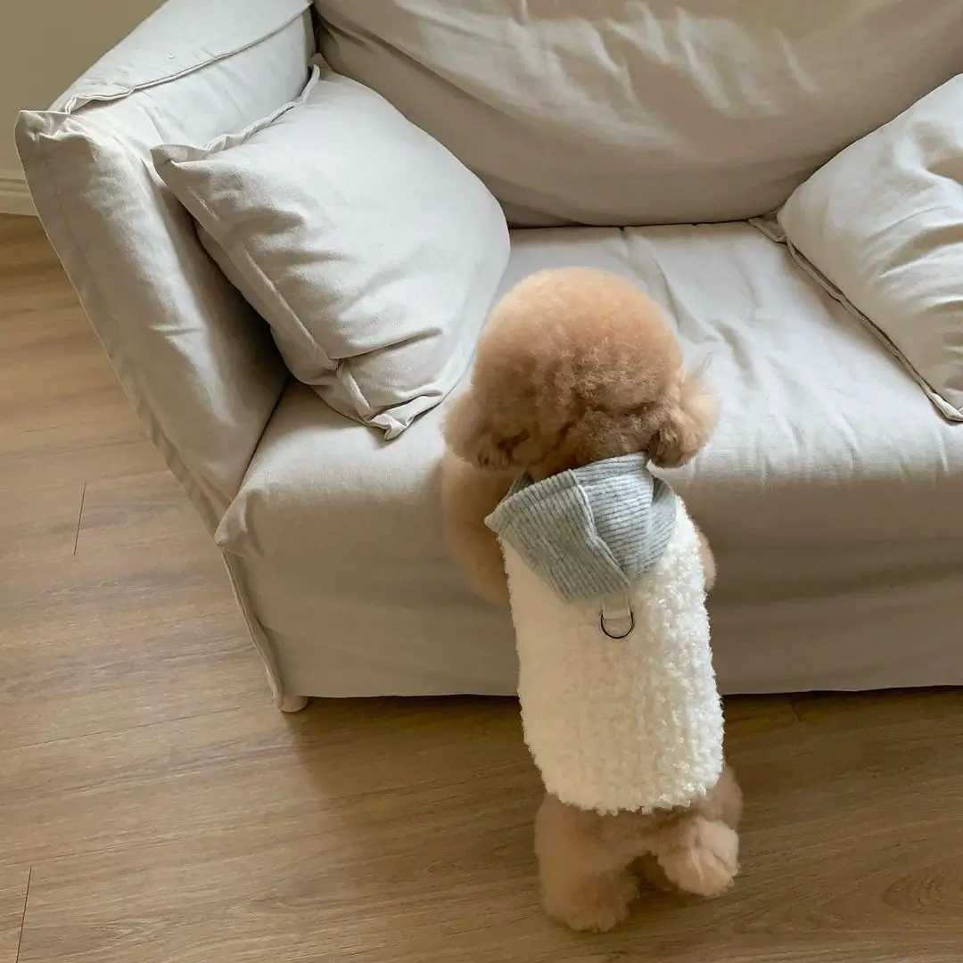 Dog Clothes With Hat Fashion Design Small Medium Dog Coat Winter Warm Costumes Puppy Autumn Clothes Chihuahua VestXJ241125