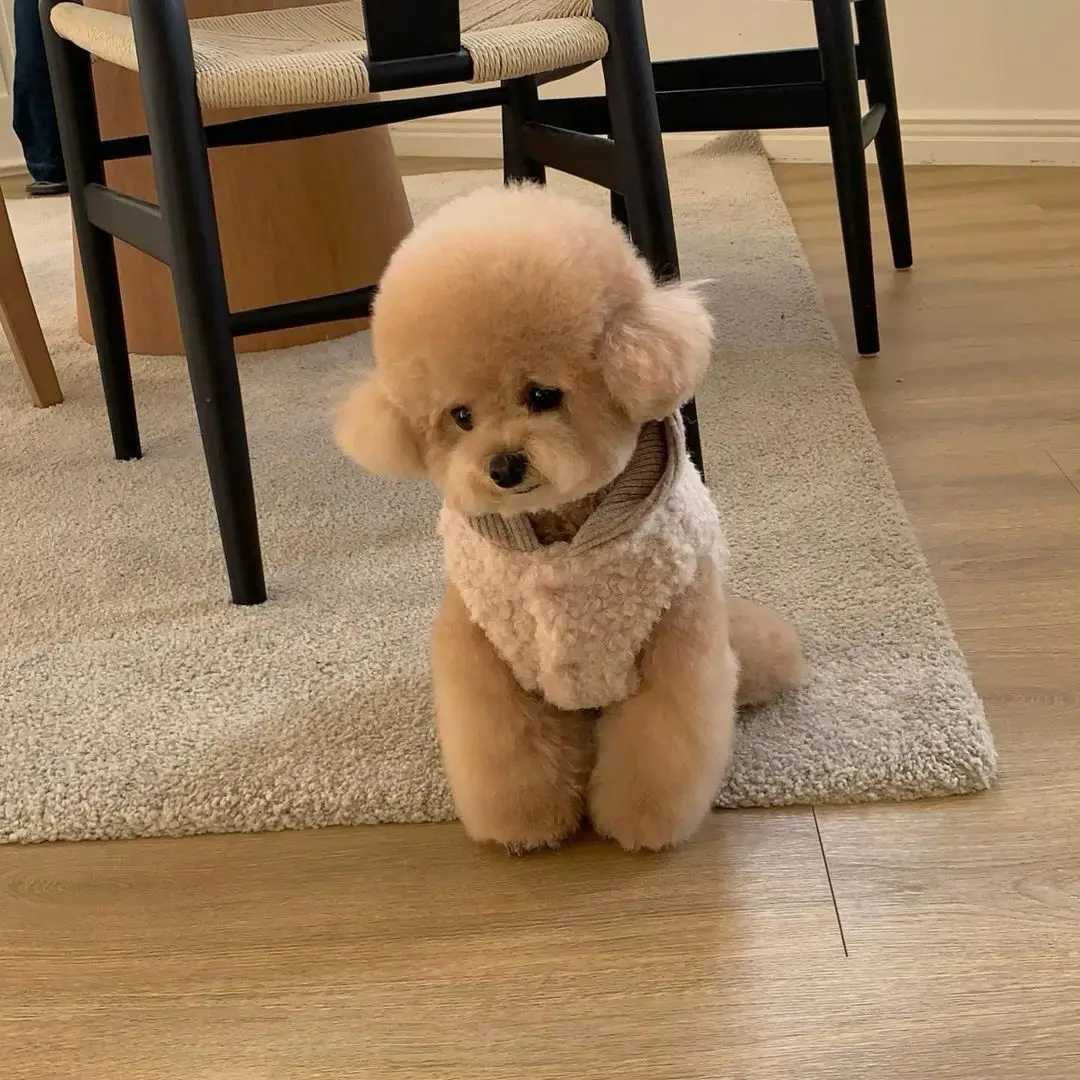 Dog Clothes With Hat Fashion Design Small Medium Dog Coat Winter Warm Costumes Puppy Autumn Clothes Chihuahua VestXJ241125