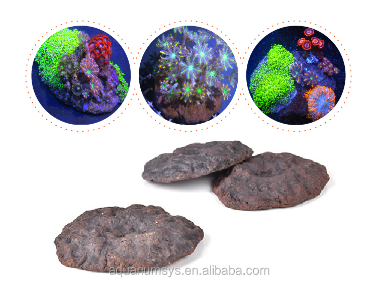 A.S. ASFD-M/S Fraggie Holic Coral Frag Disc Ceramic Base Coral Reef Frag Plug