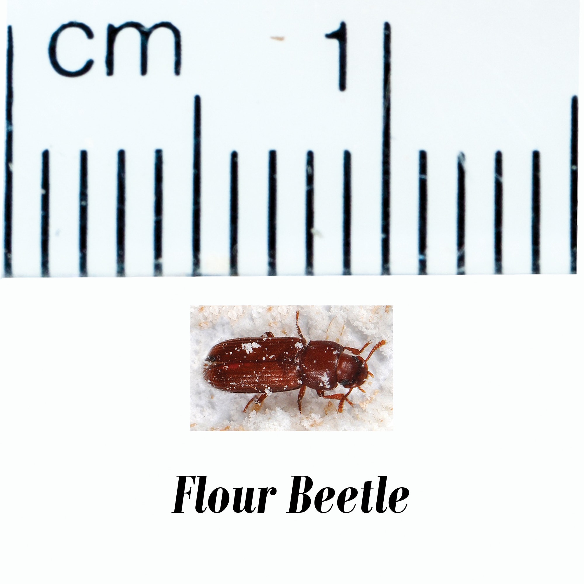 Rice Flour & Isopod Culture Combo Pack