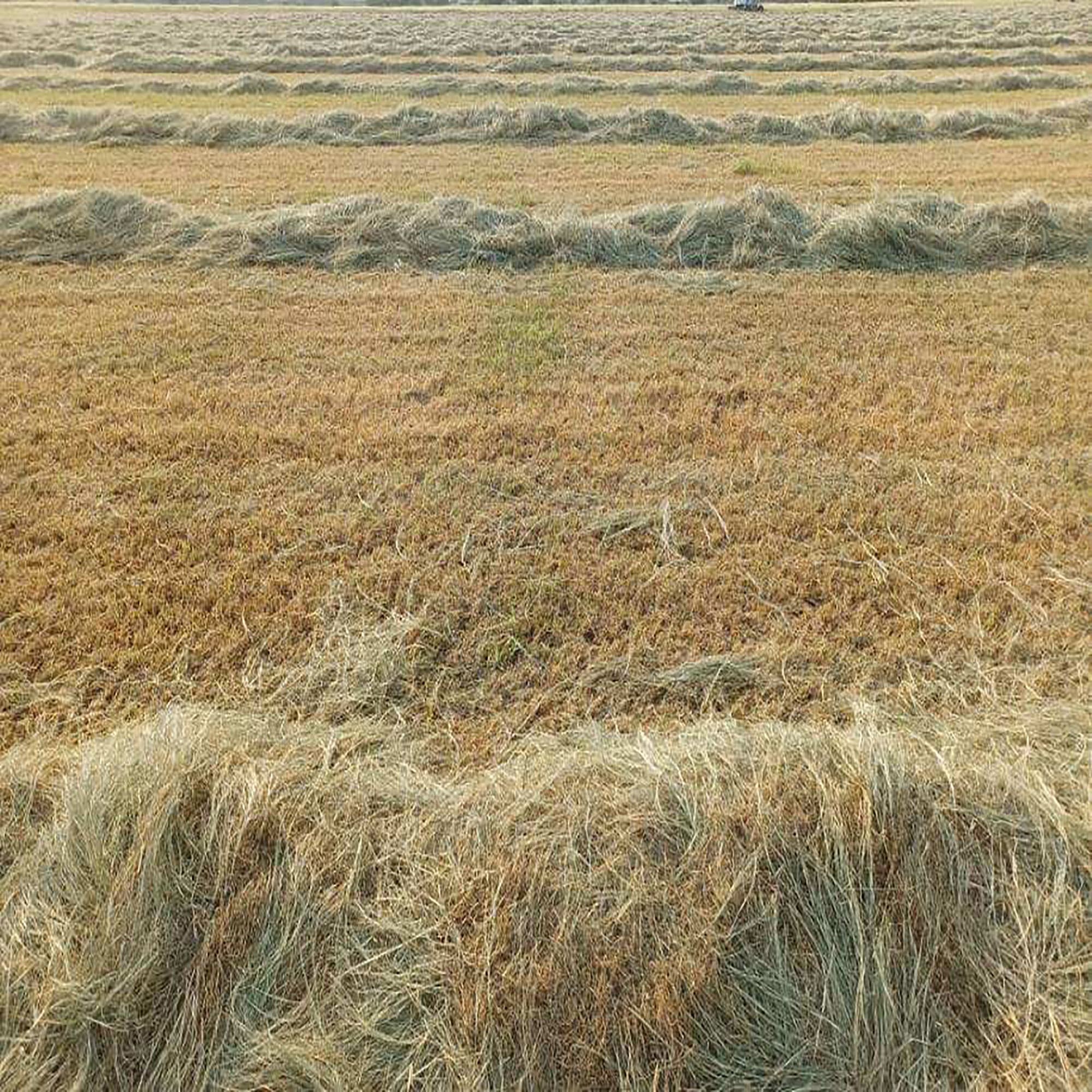 XIMENEZ HAY FARM Coastal Bermuda Square Hay Bale Dry Food, 65 lbs.