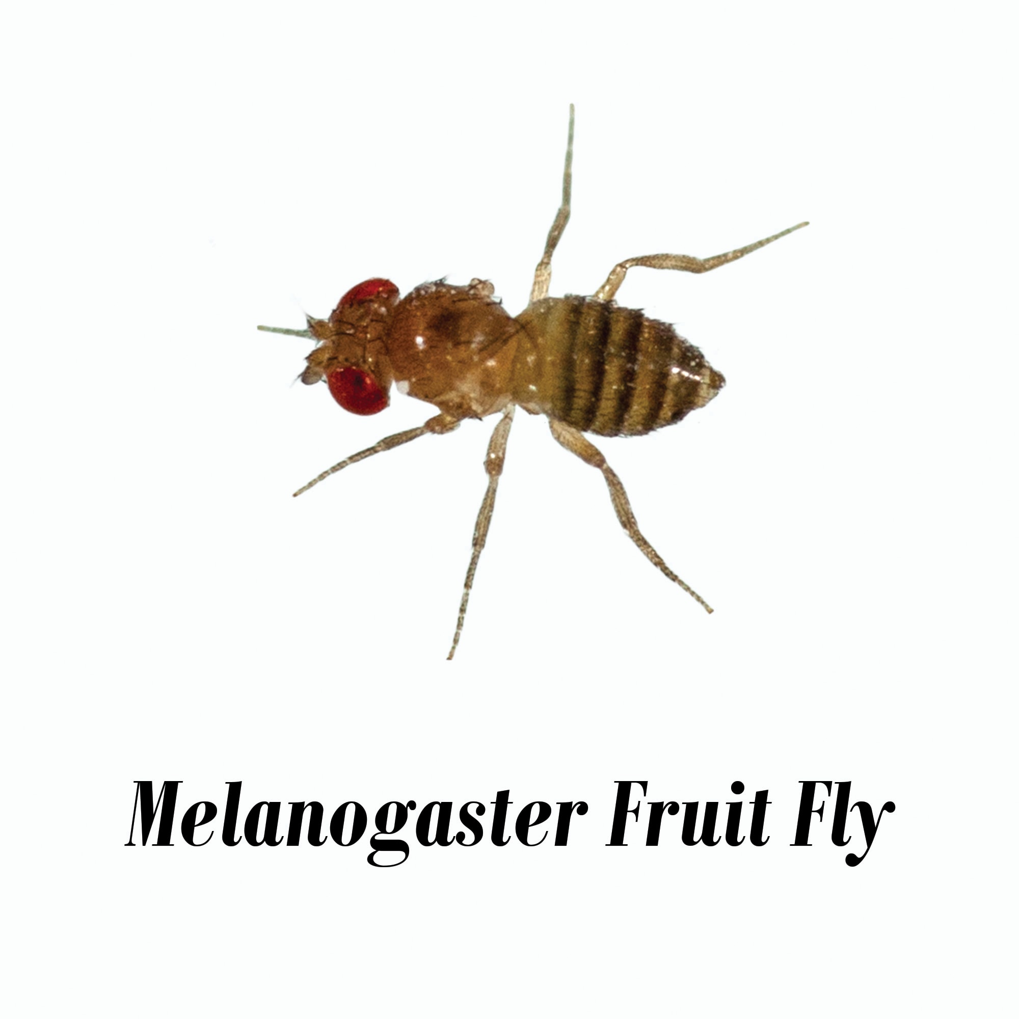 Melanogaster Fruit Fly Culture (Drosophila melanogaster) - Pack of 4