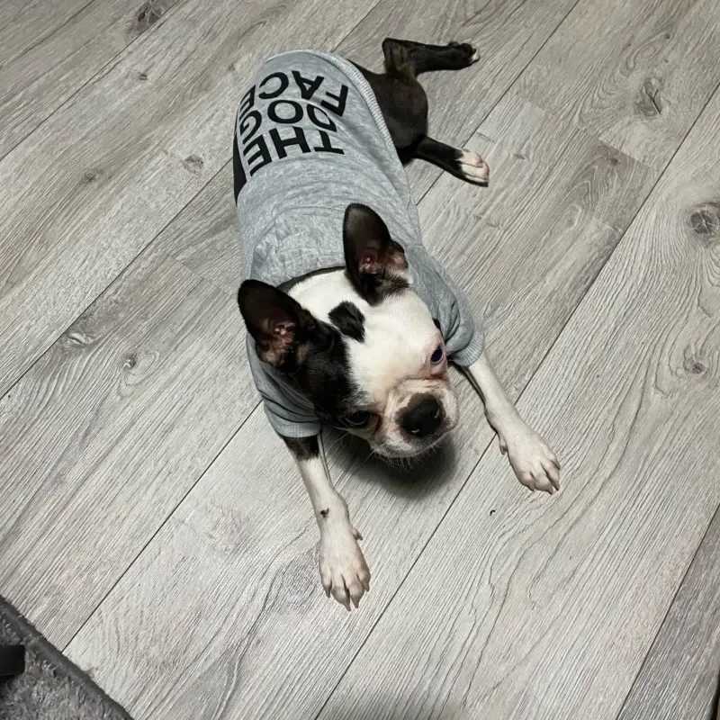Dog Clothes Hoodies The Dog Face Wind Coat Warm for Small Large Dogs Jacket Sweatshirt French Bulldog Jacket Clothing SuppliseXJ241125
