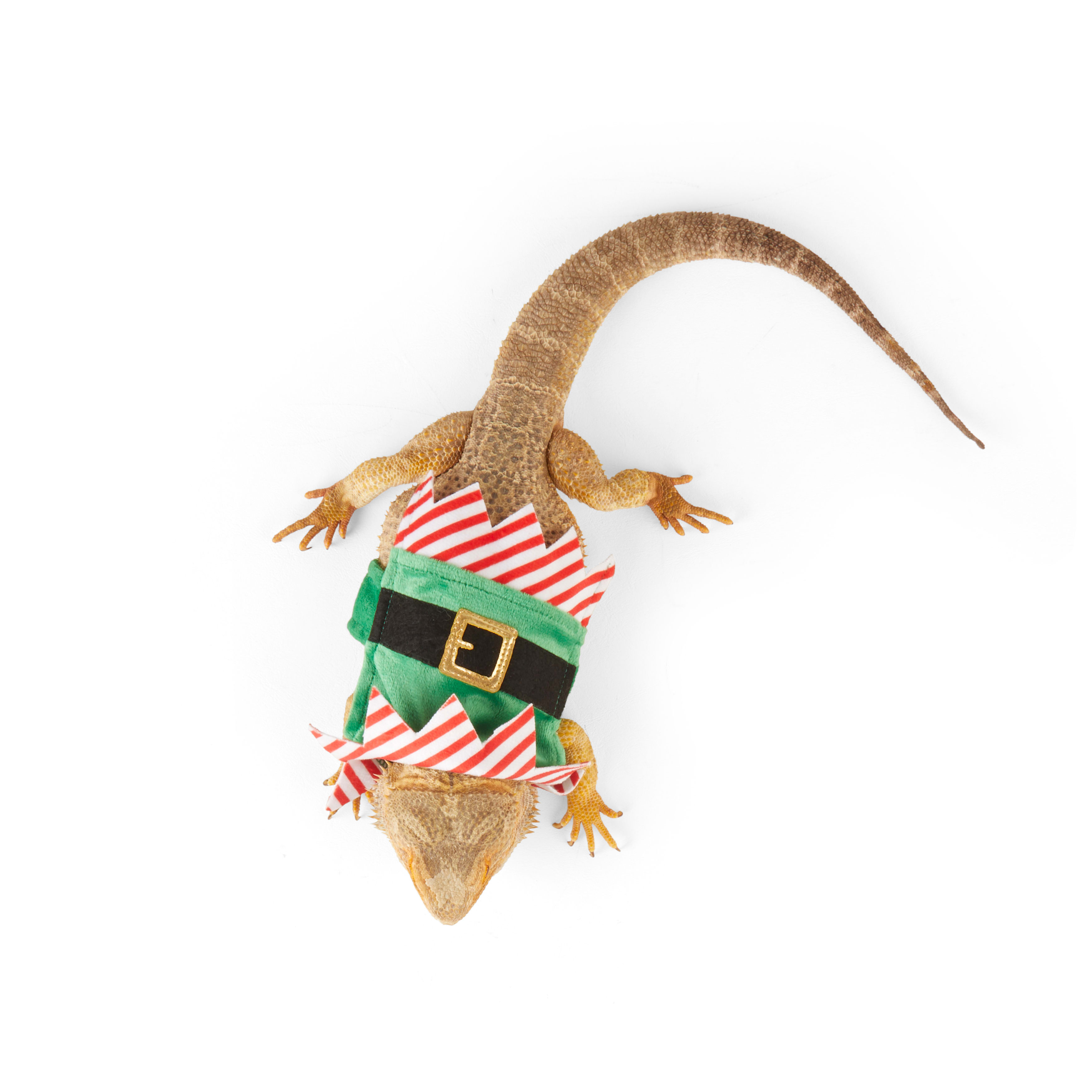 Merry Makings Elf Costume for Reptiles, Green
