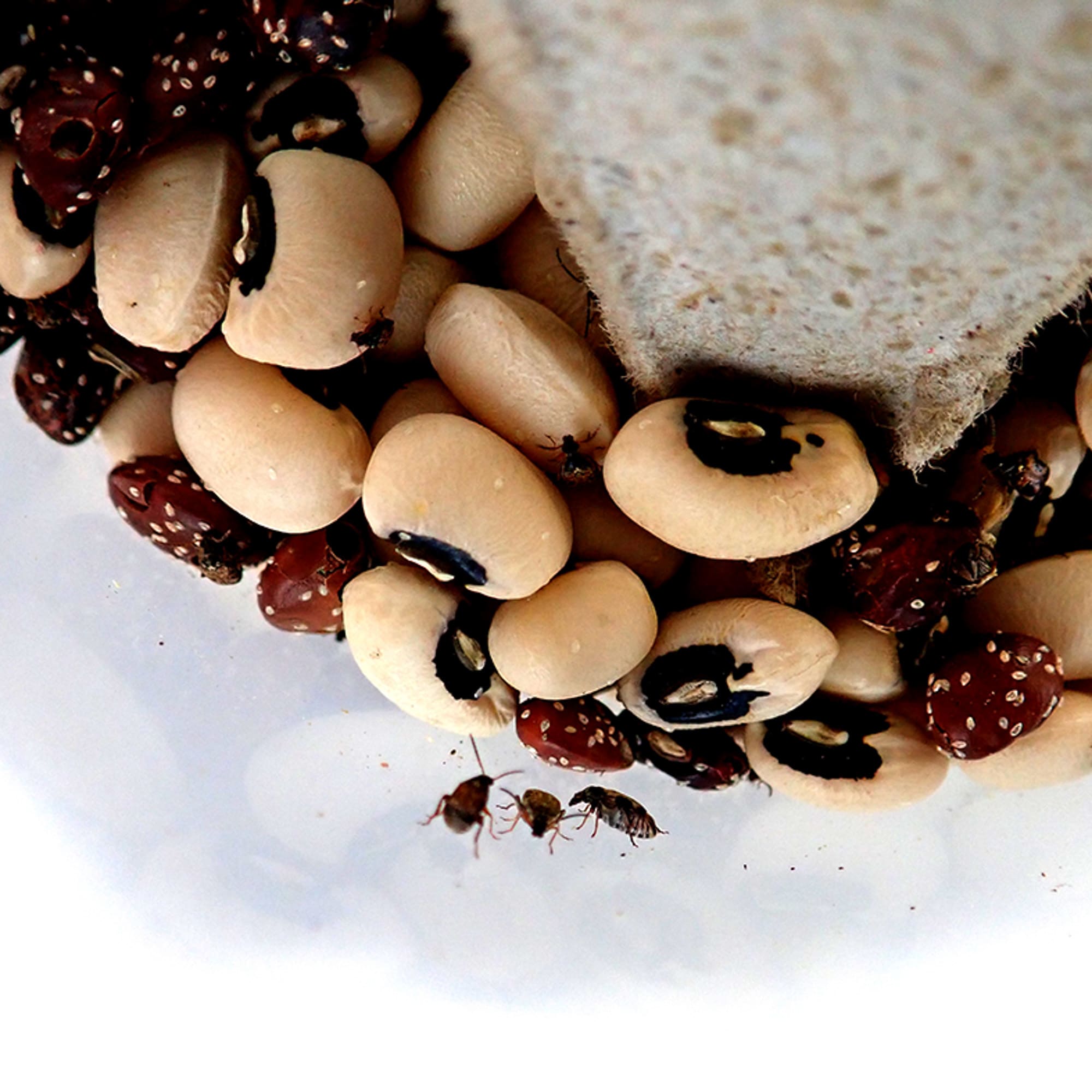 Bean Beetle Culture, 16 oz.