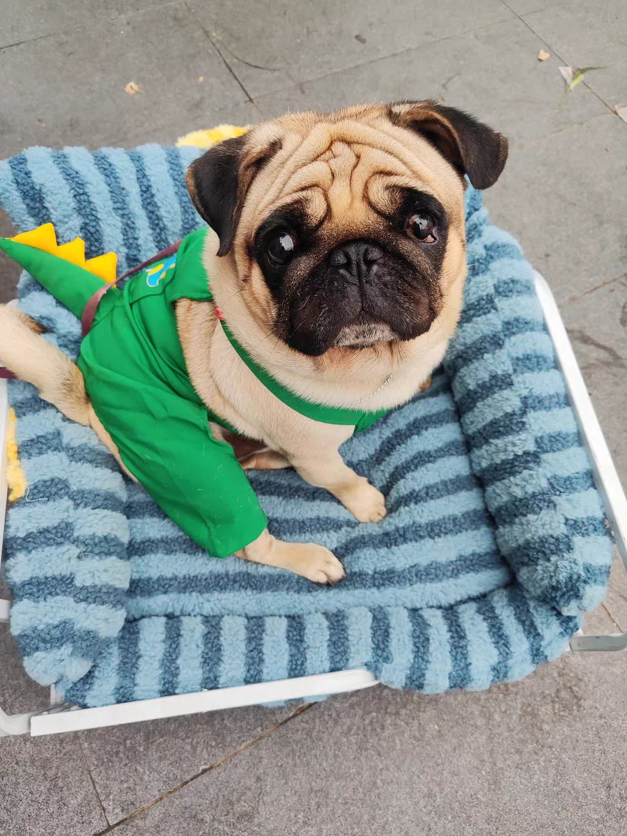 Puppy special sofa kennel winter warm pet Internet celebrity cat nest small dog sleeping mat cushion winter bed 241125