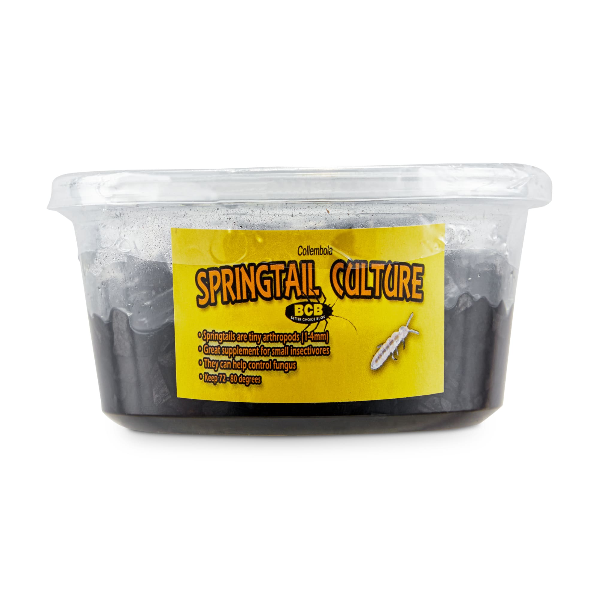 Springtail Culture (Collembola sp.), Pack of 4