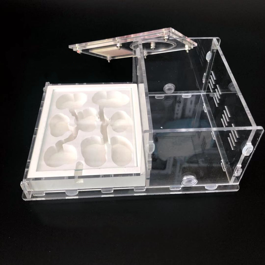 White ant formicarium ant farm
