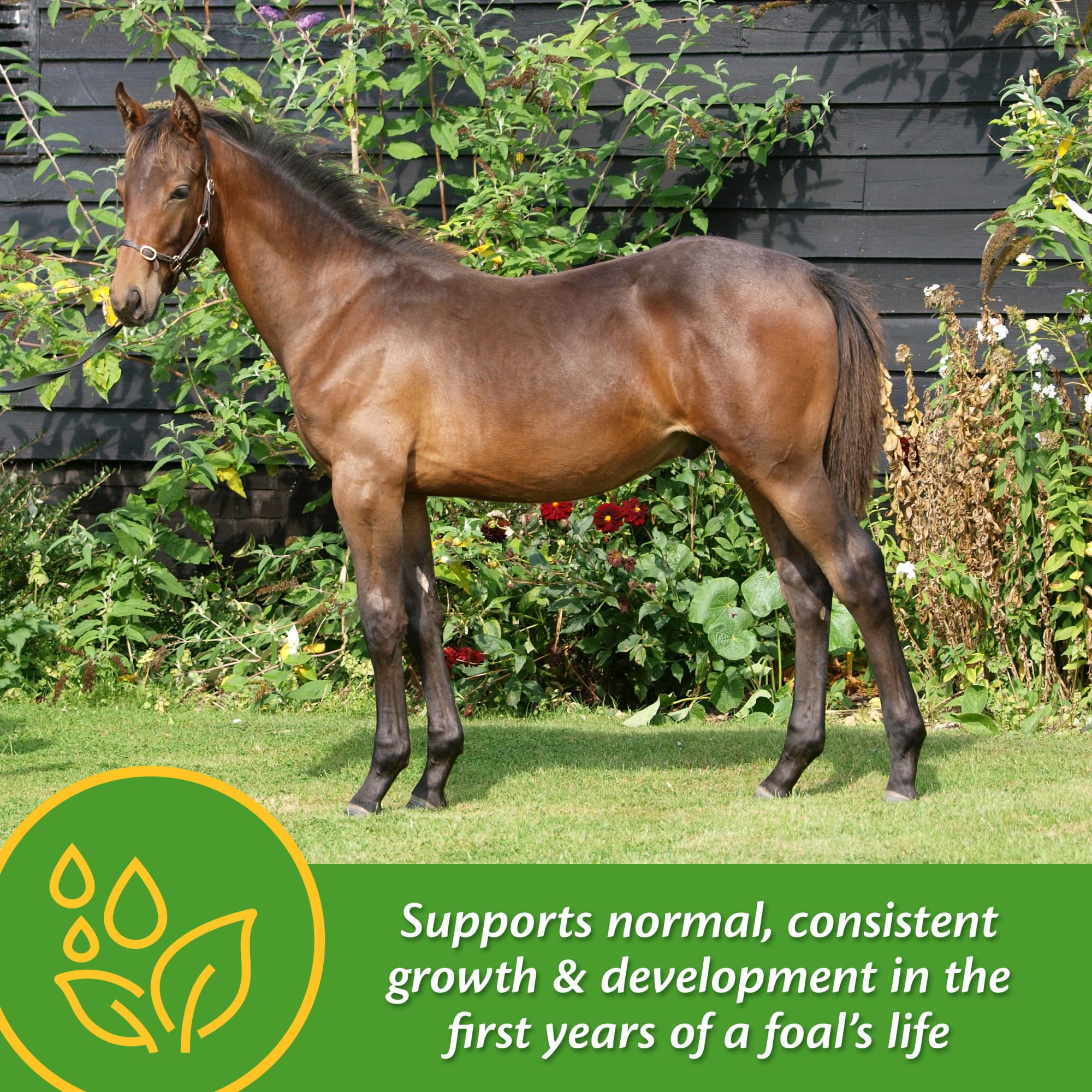 Farnam Grow Colt Growth & Development 60 Day Supplement, 7.5 lbs.