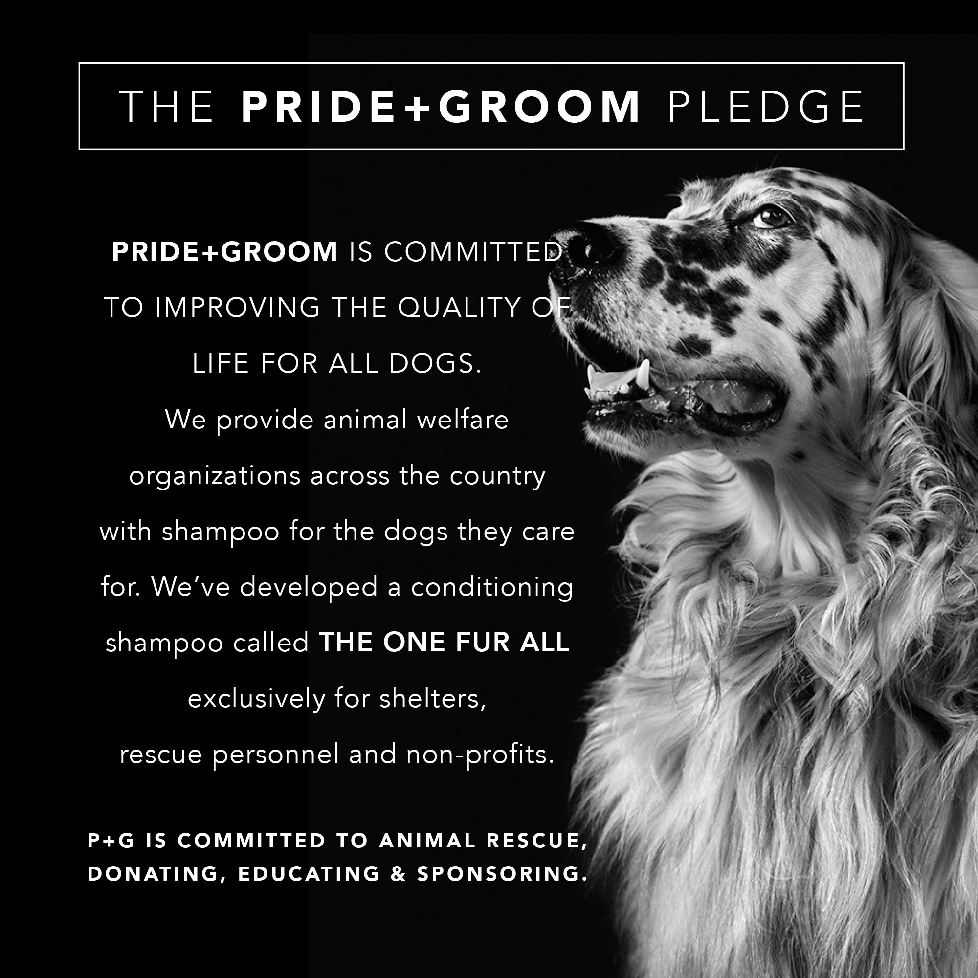 Pride+Groom The Final Coat Dog Conditioner, 12 fl. oz.