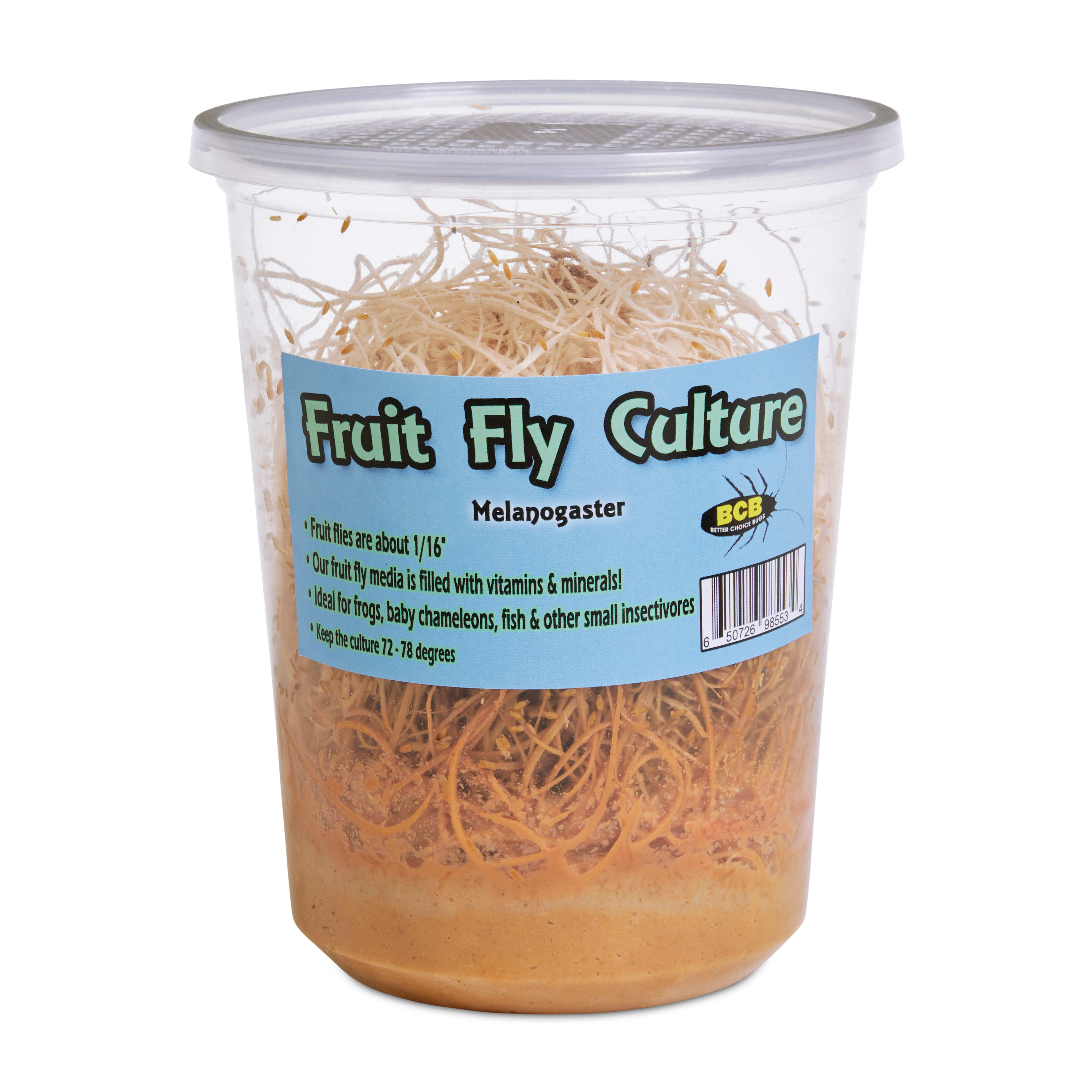 Melanogaster Fruit Fly Culture (Drosophila melanogaster) - Pack of 4