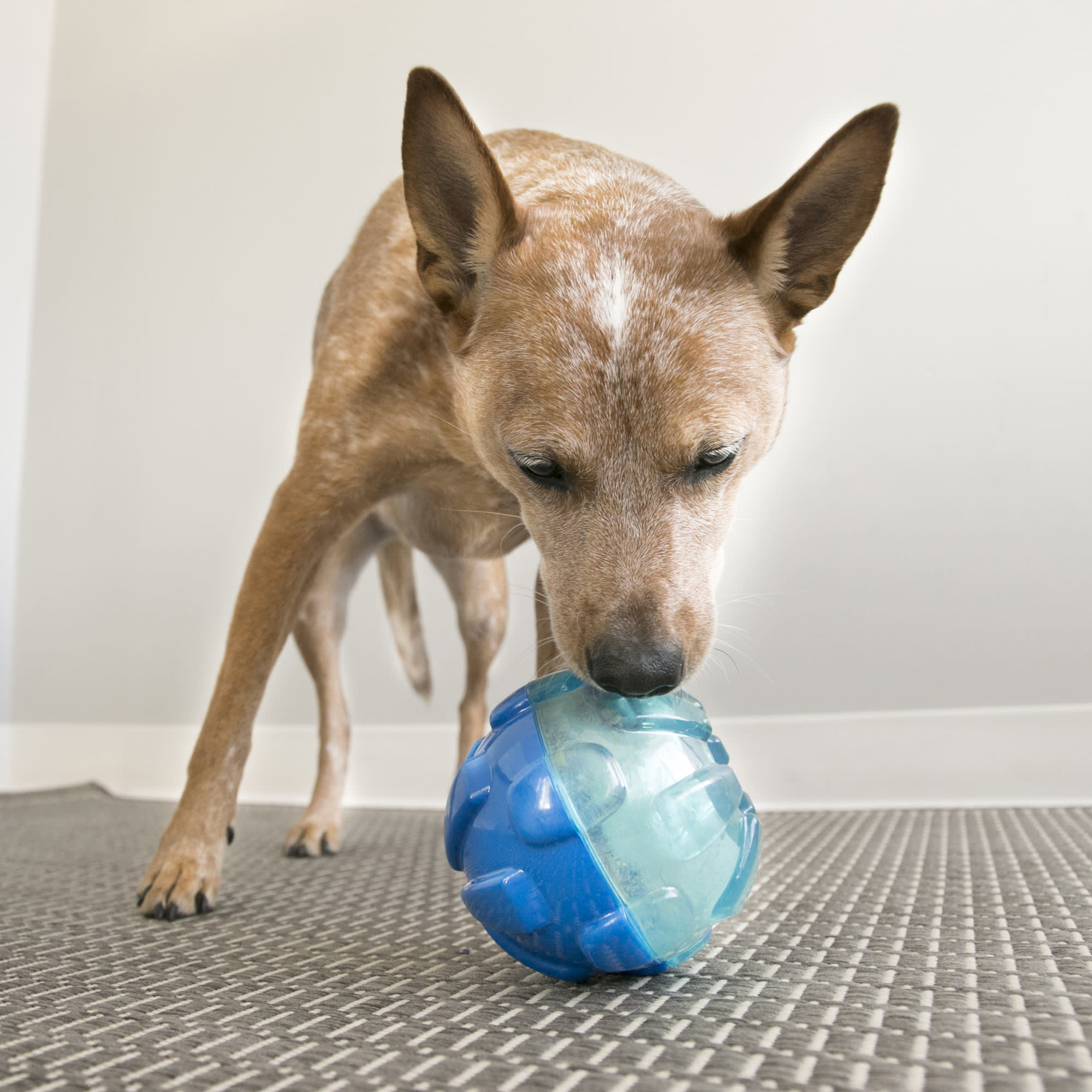KONG Rewards Ball Dog Toy, X-Small